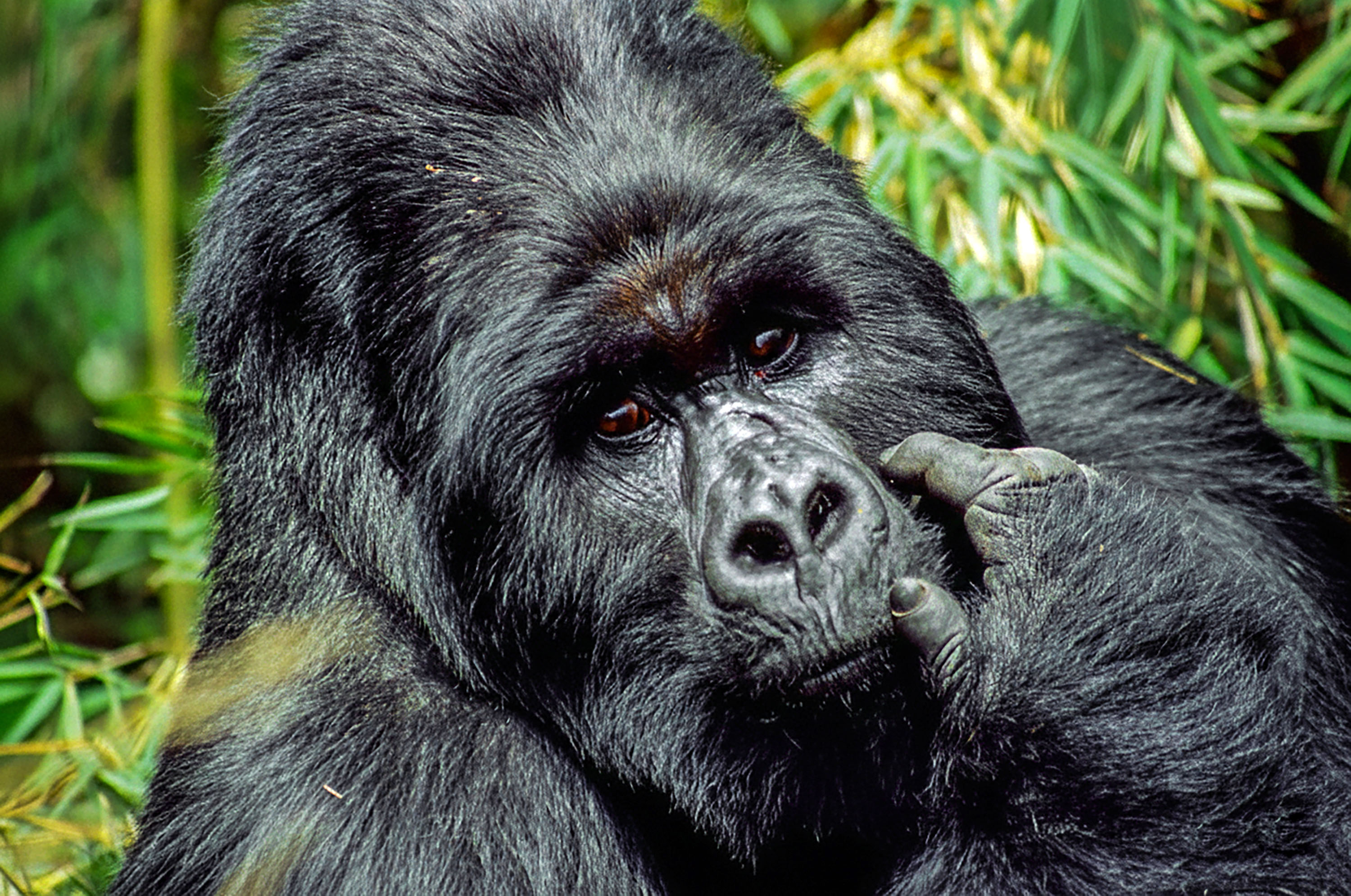 Mountain Gorillas