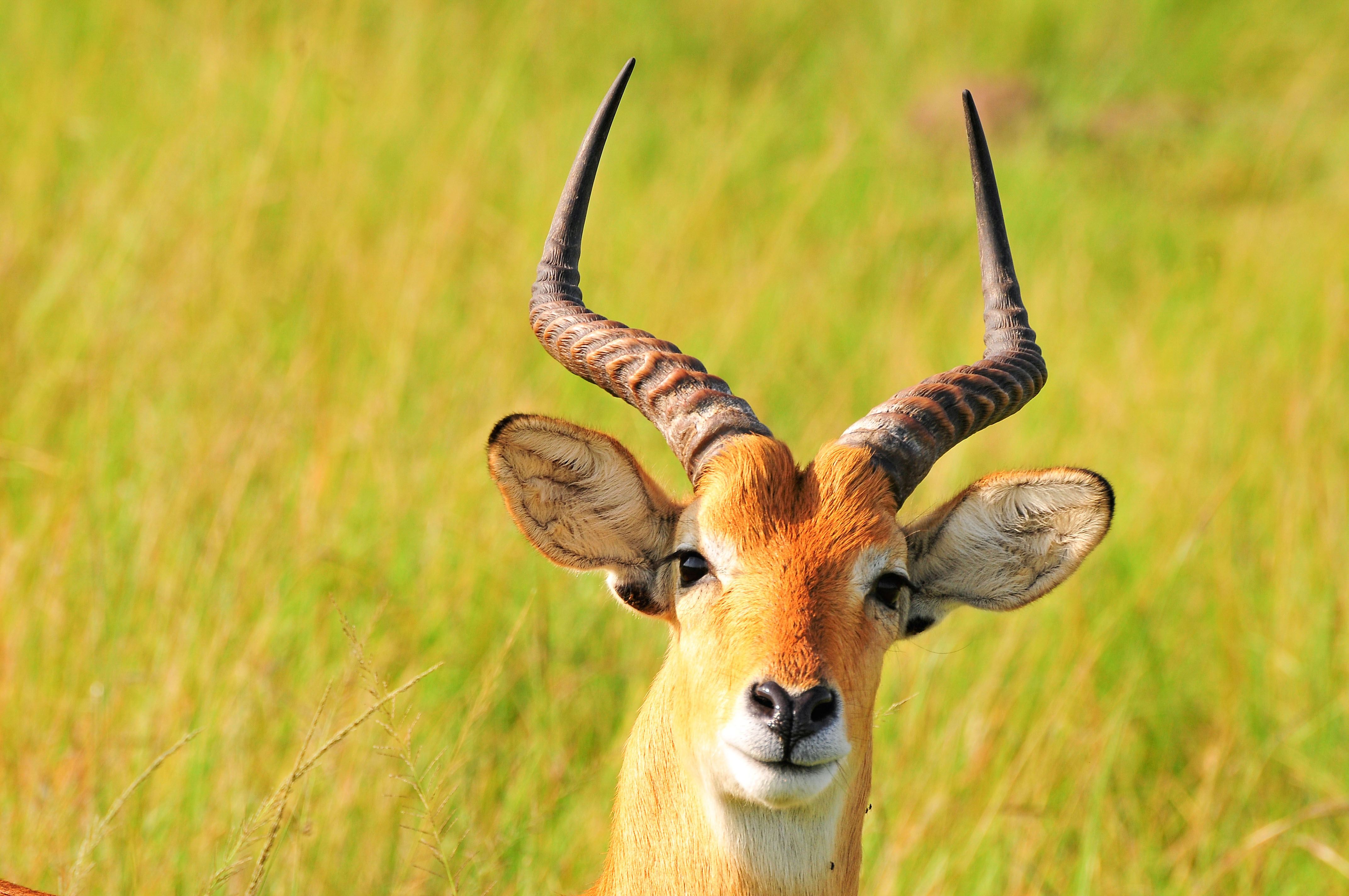 Buffalo Herd in Kidepo