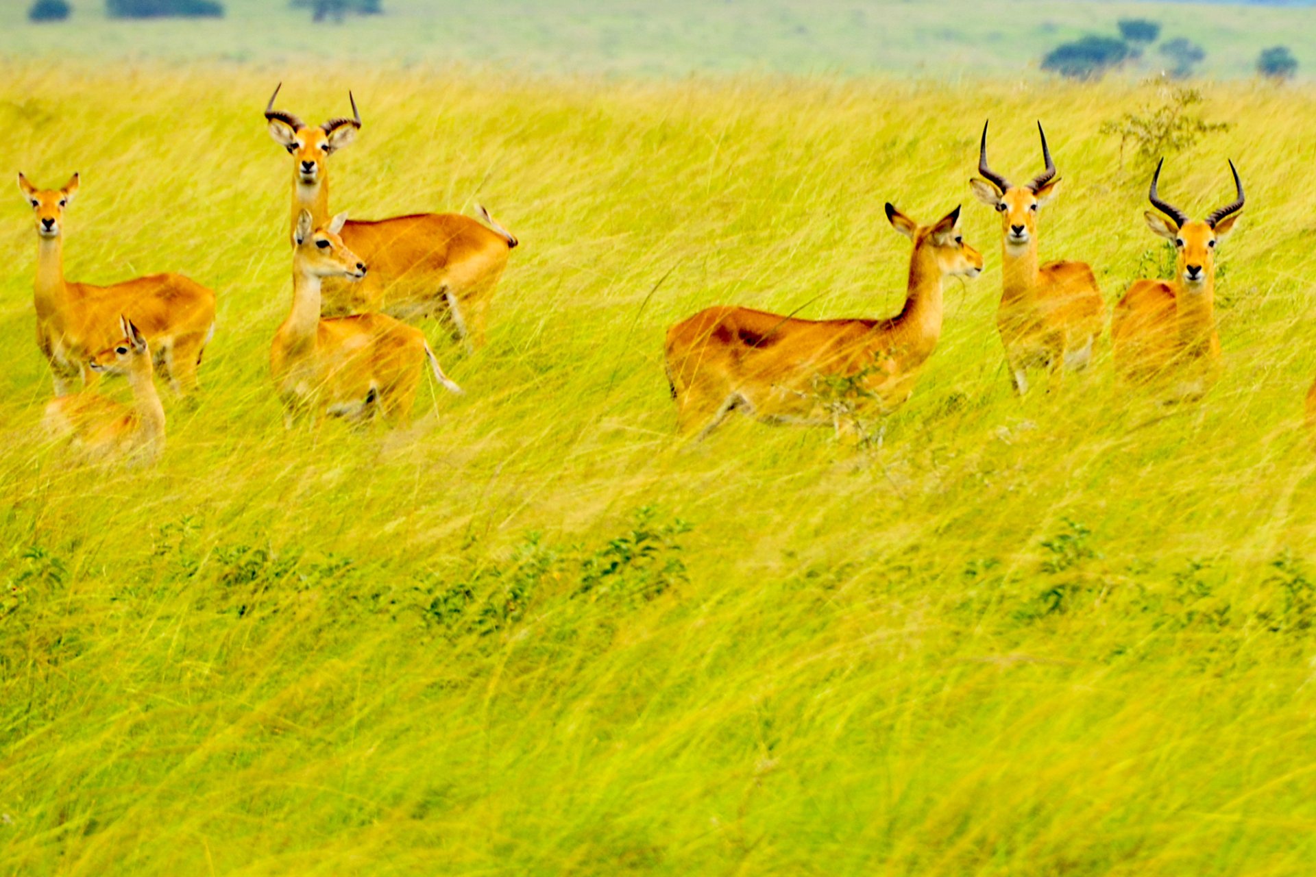 Bugungu Wildlife Reserve