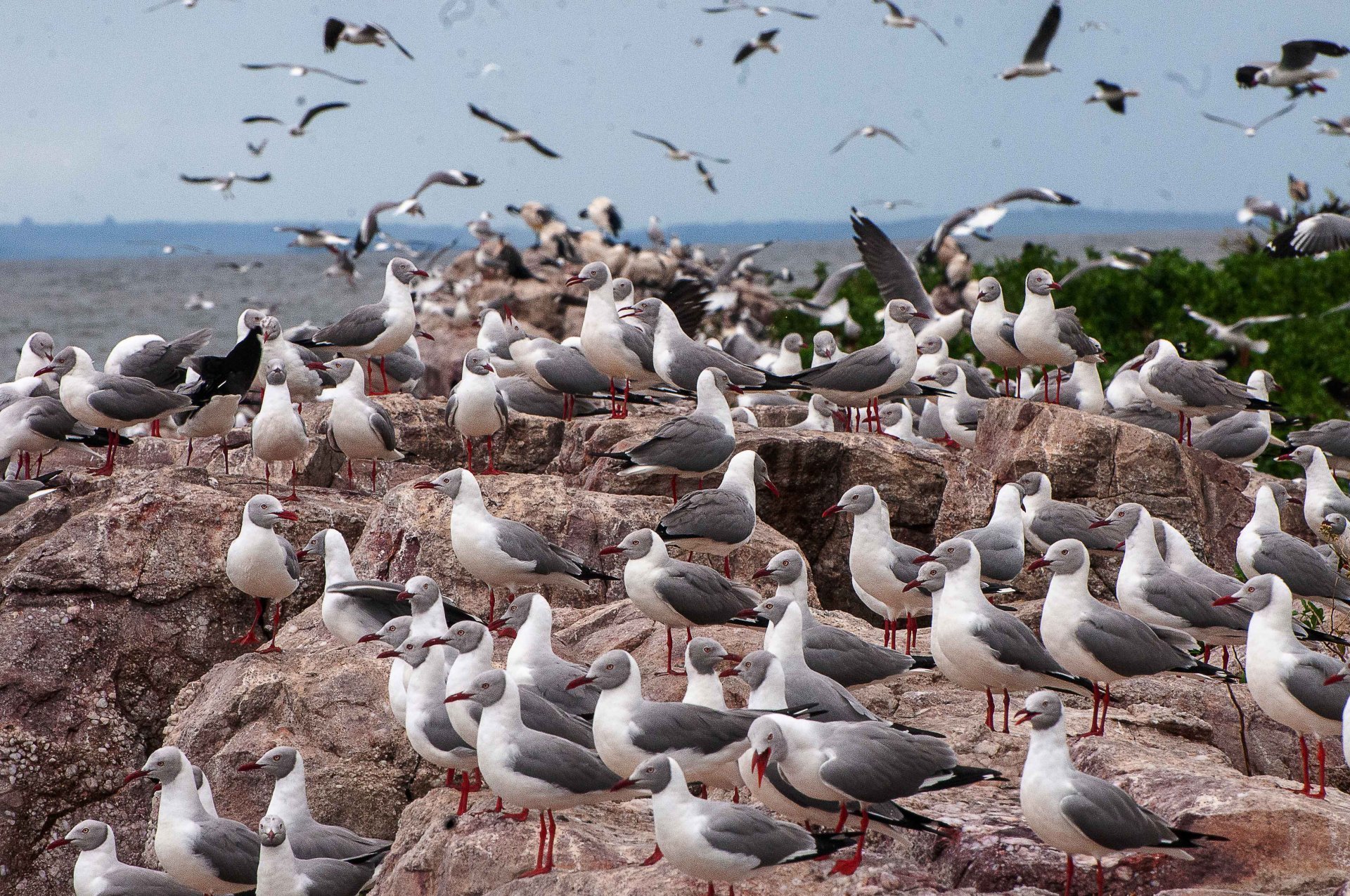 Important Bird and Biodiversity Areas in Uganda featuring diverse bird species