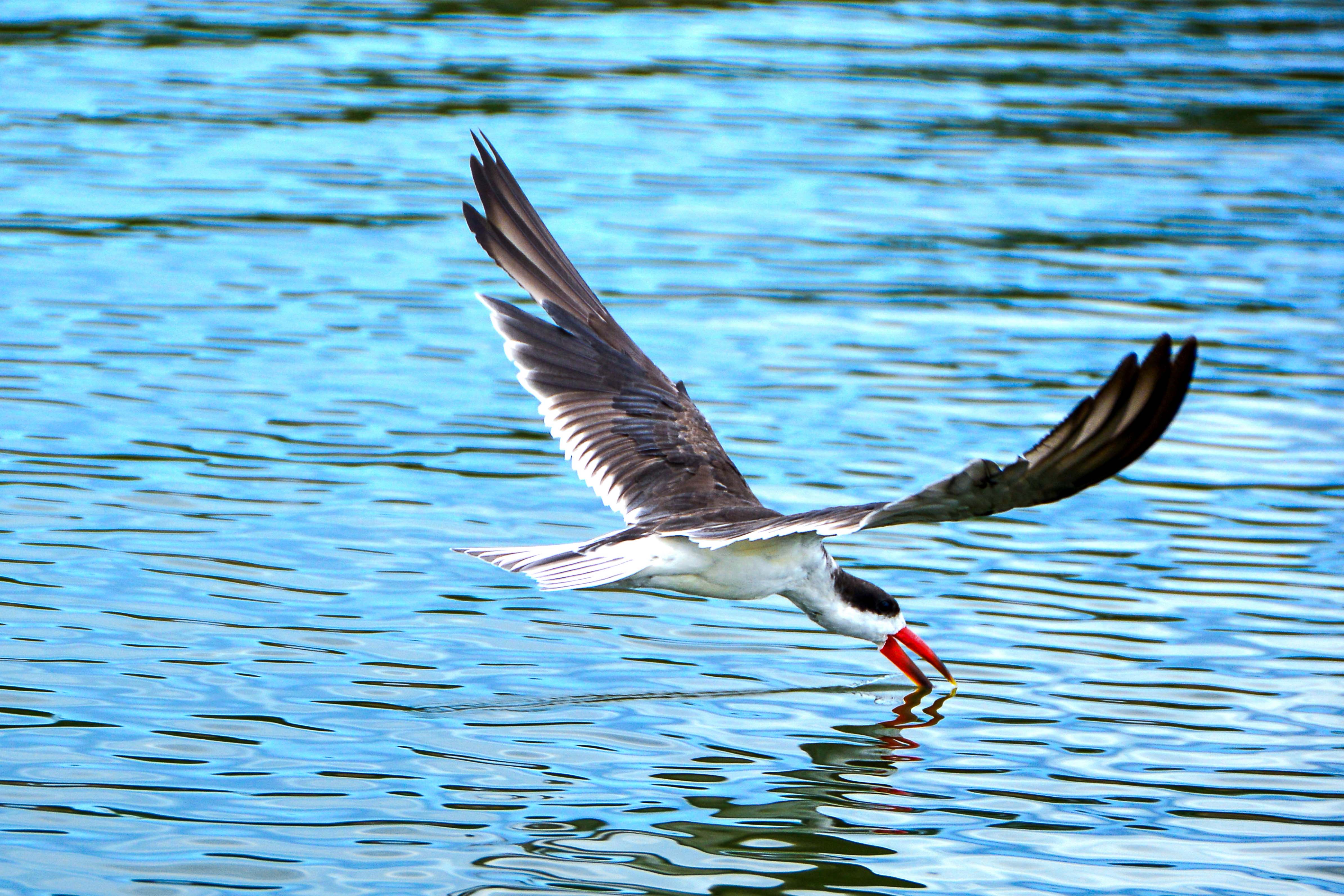 African Skimmer bird