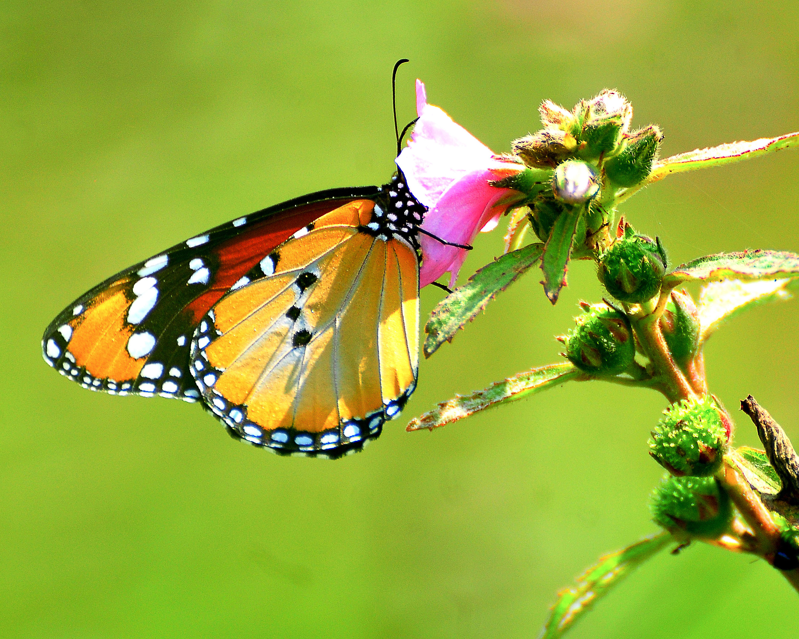 Colorful butterfly species