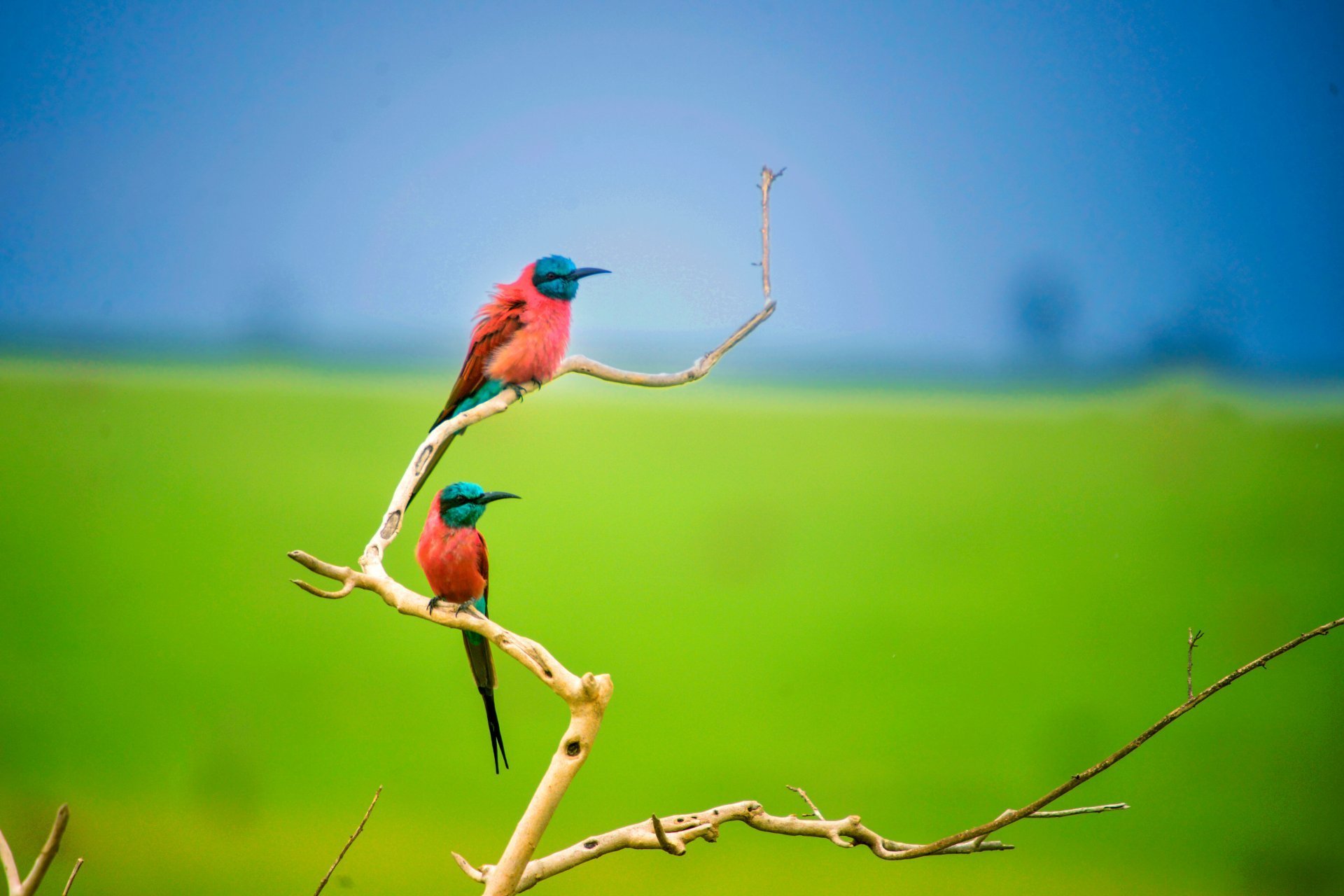 Northern Carmine Bee-eater