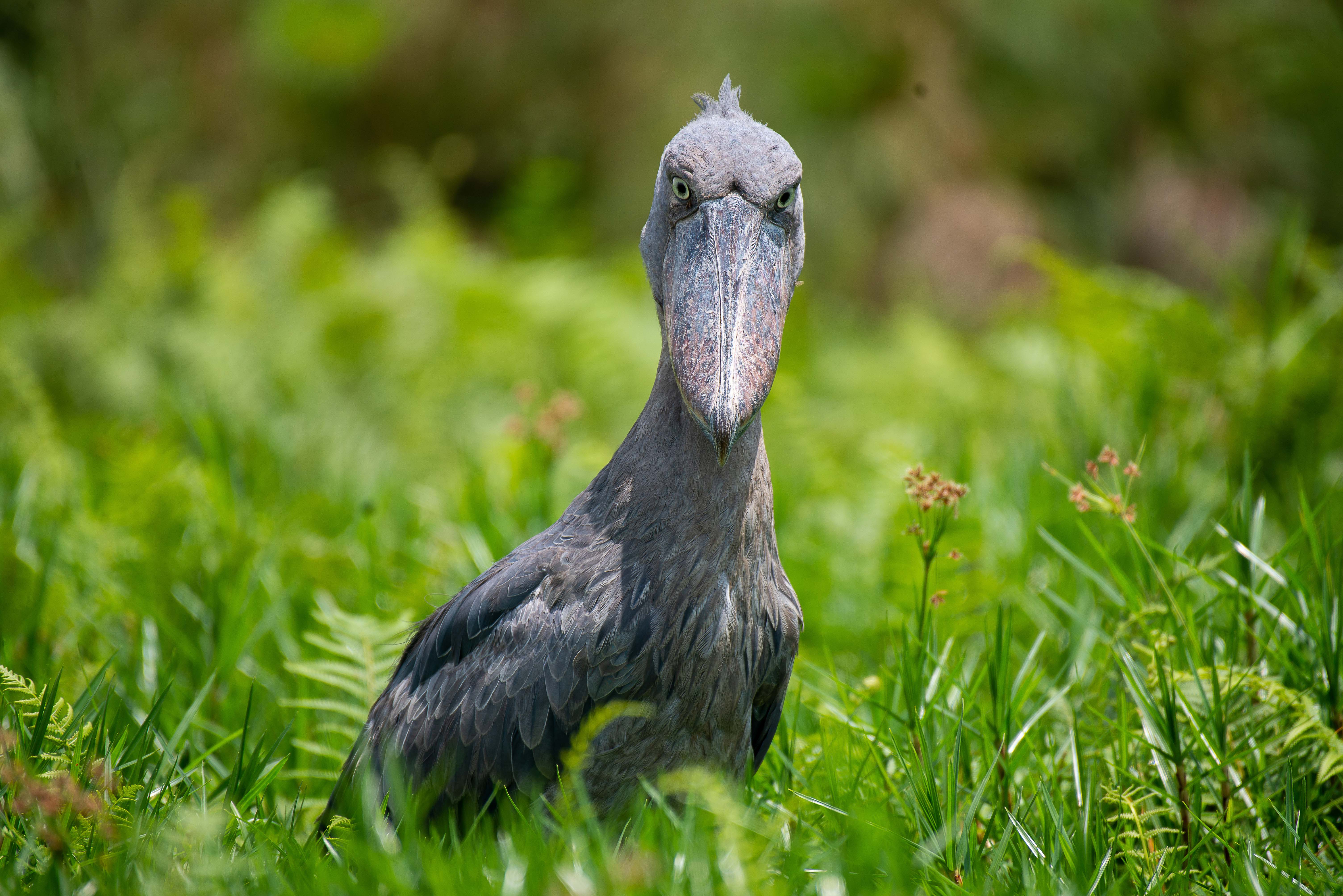 Shoebill at Mabamba