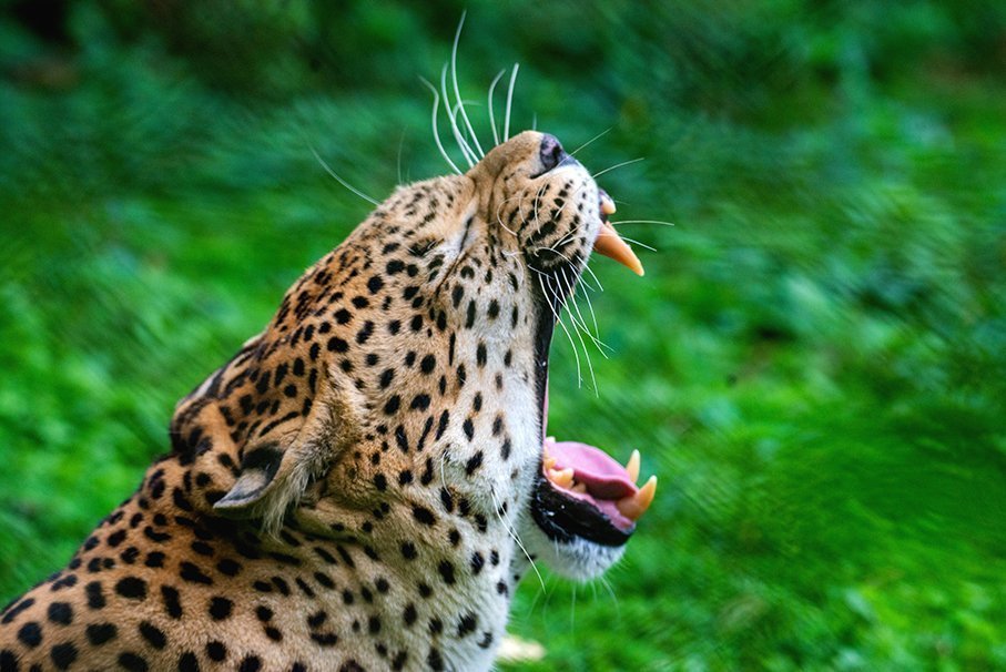 Photographic Safaris hero banner