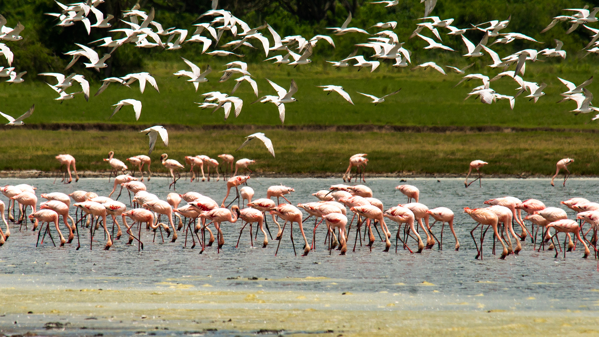 Long Uganda Birding Tours - Ultimate Expeditions