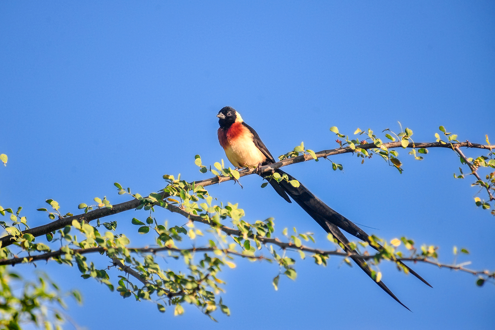 33-Day Uganda's Grand Traverse