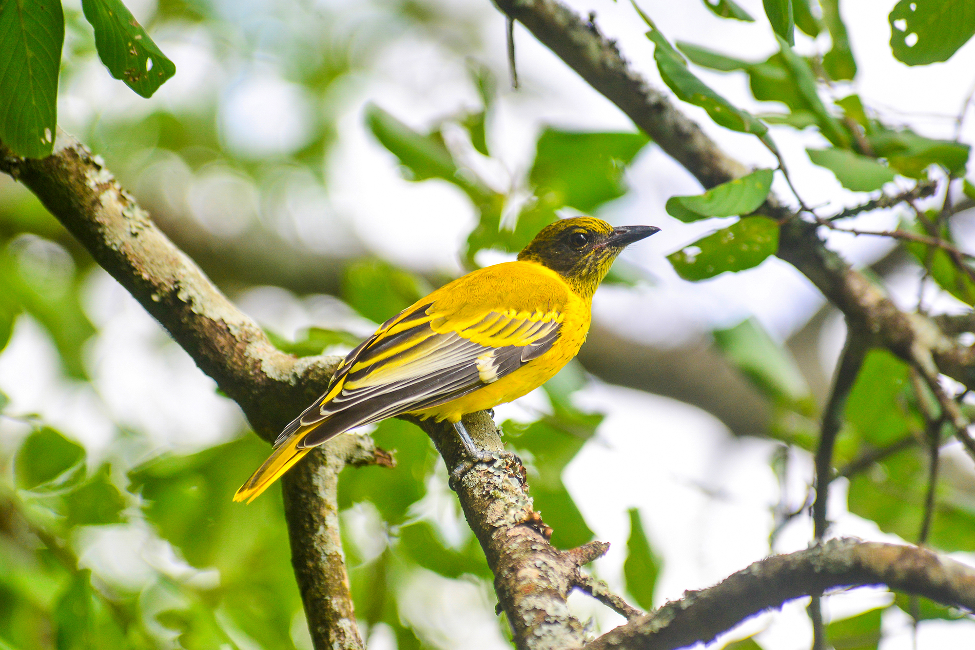 33-Day Uganda's Grand Traverse - Ultimate Birding & Photography Safari