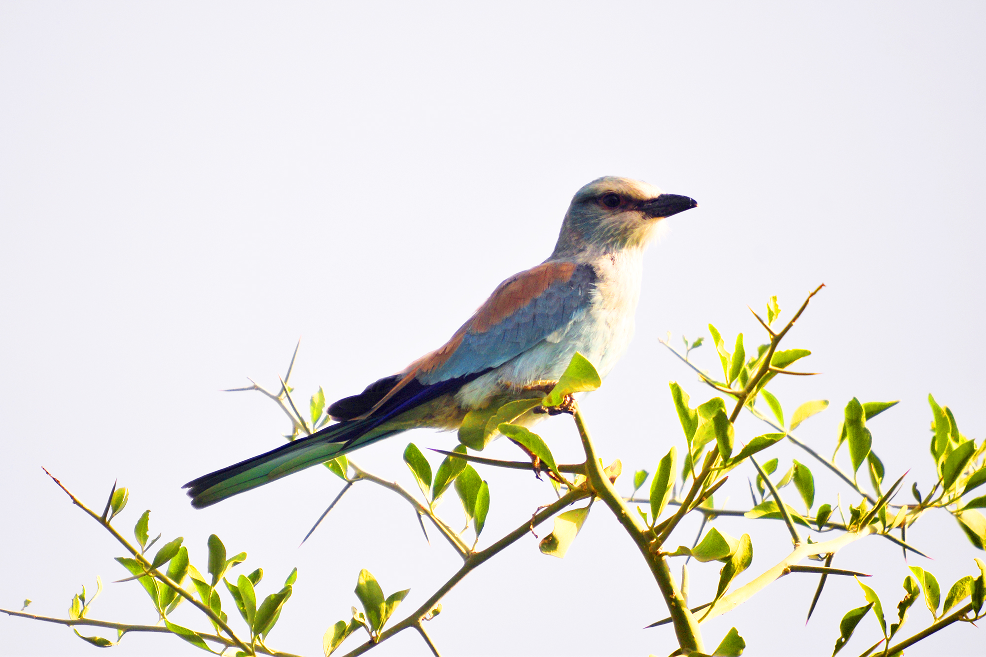 35-Day Ultimate Uganda Birding & Wildlife Safari