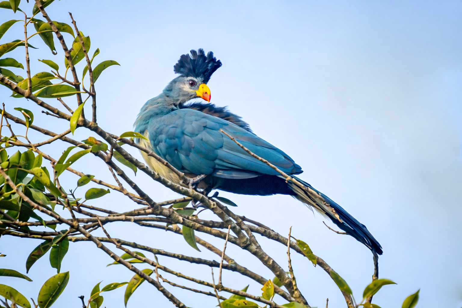 25-Day Uganda Ultimate Birding Odyssey