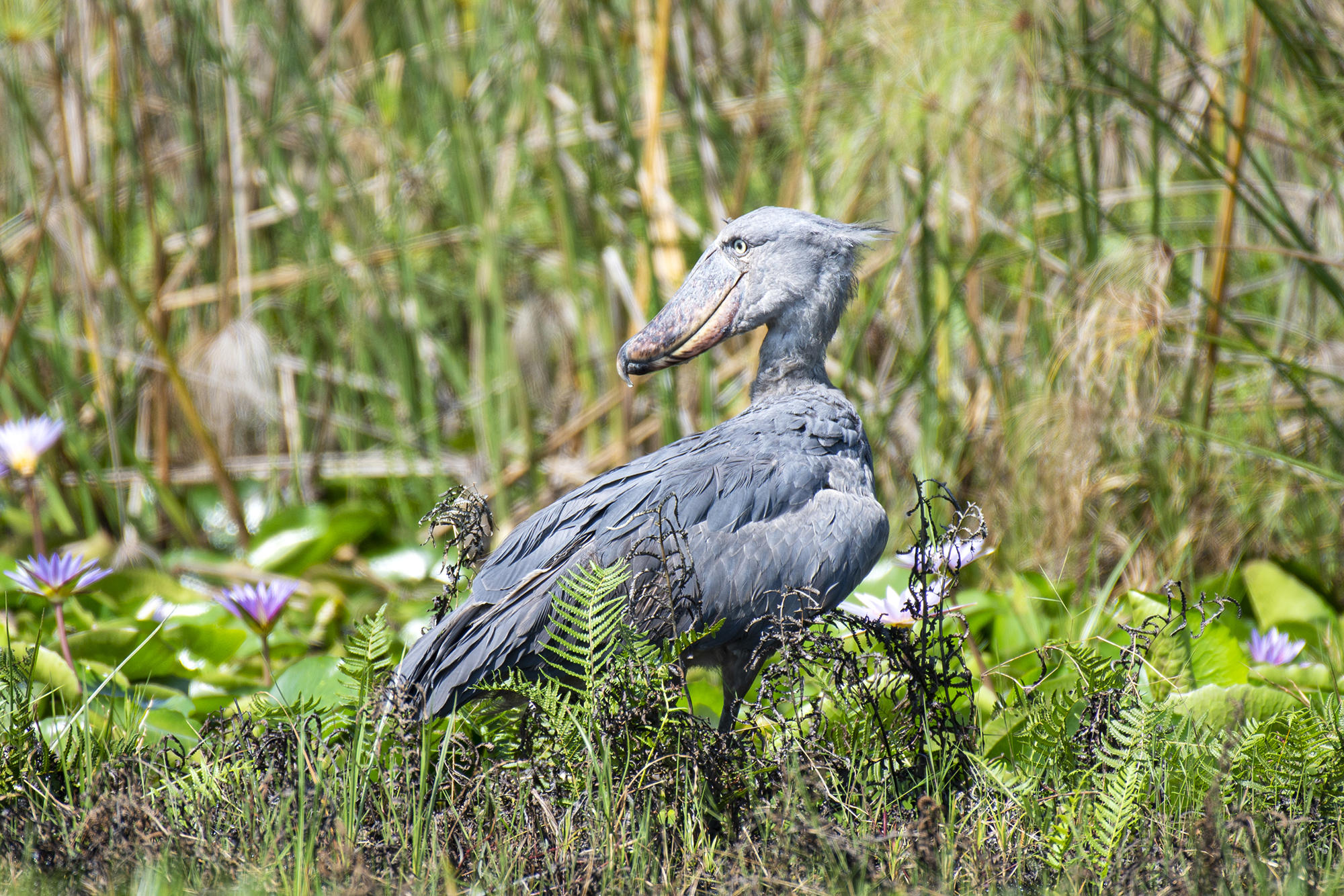 25-Day Uganda Ultimate Birding Odyssey