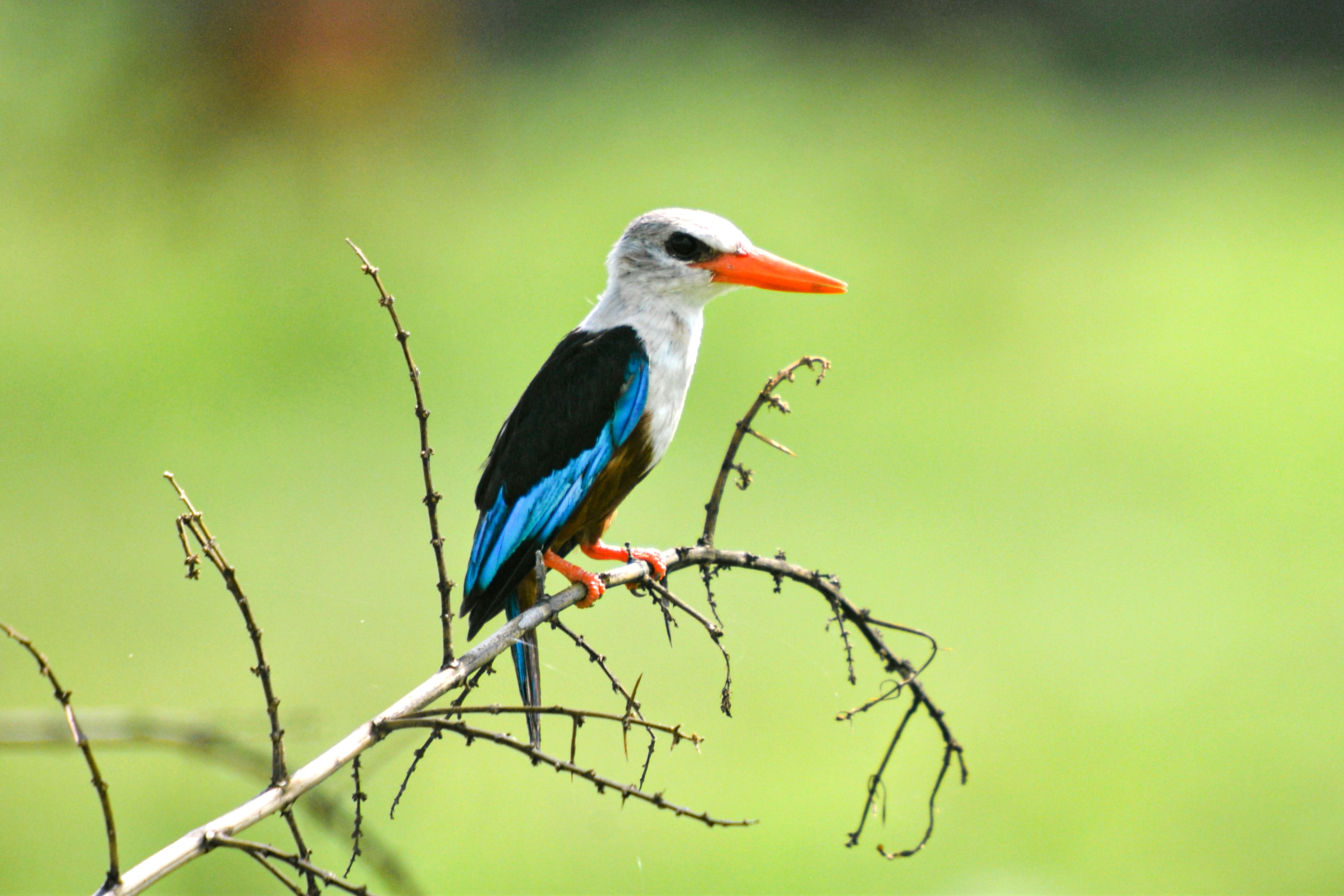 25-Day Uganda Ultimate Birding Odyssey