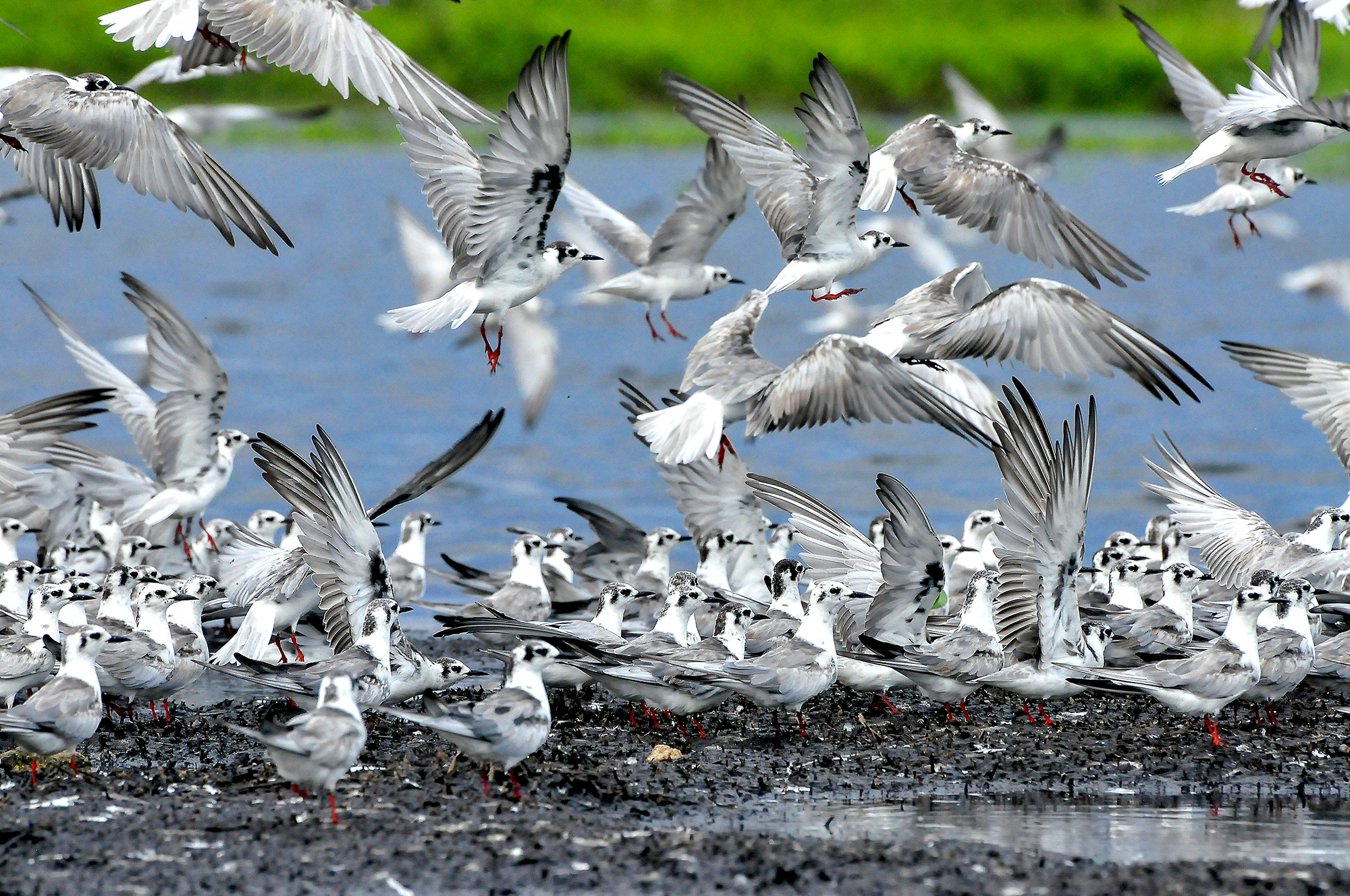 10-Day Uganda Forest & Endemic Birding Safari