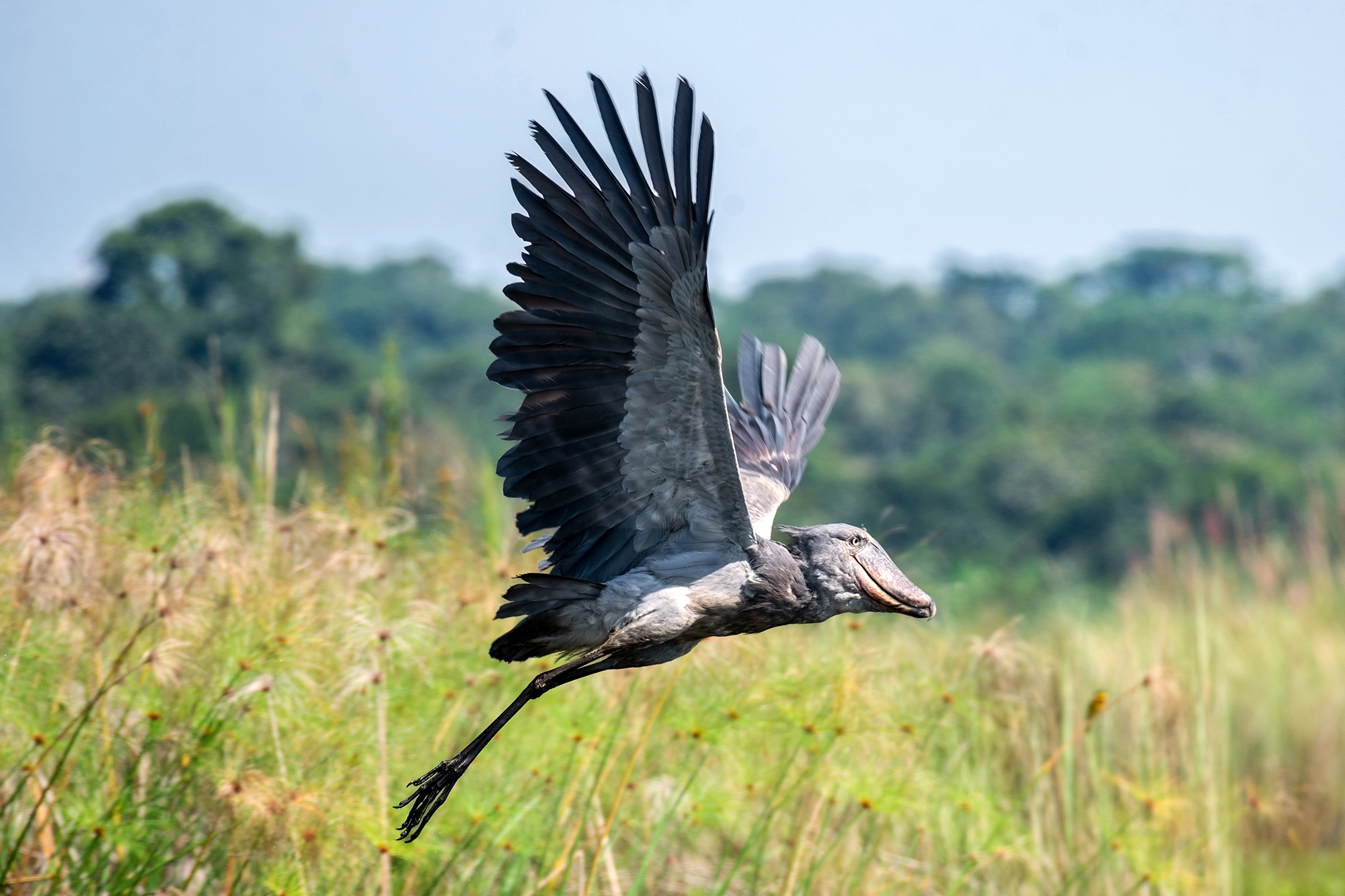 Uganda Forest Birding