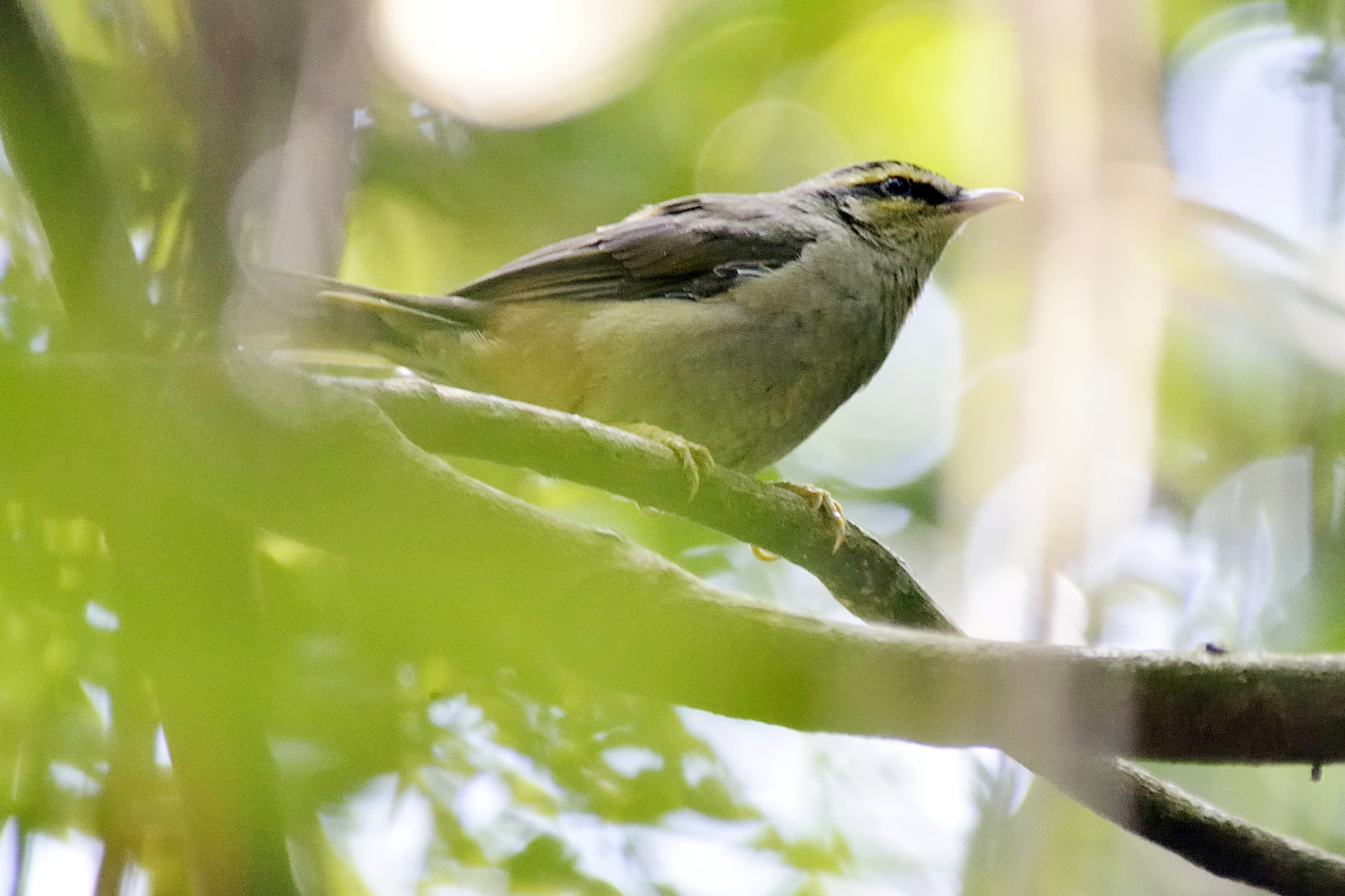 3-Day Kampala Birding Specials