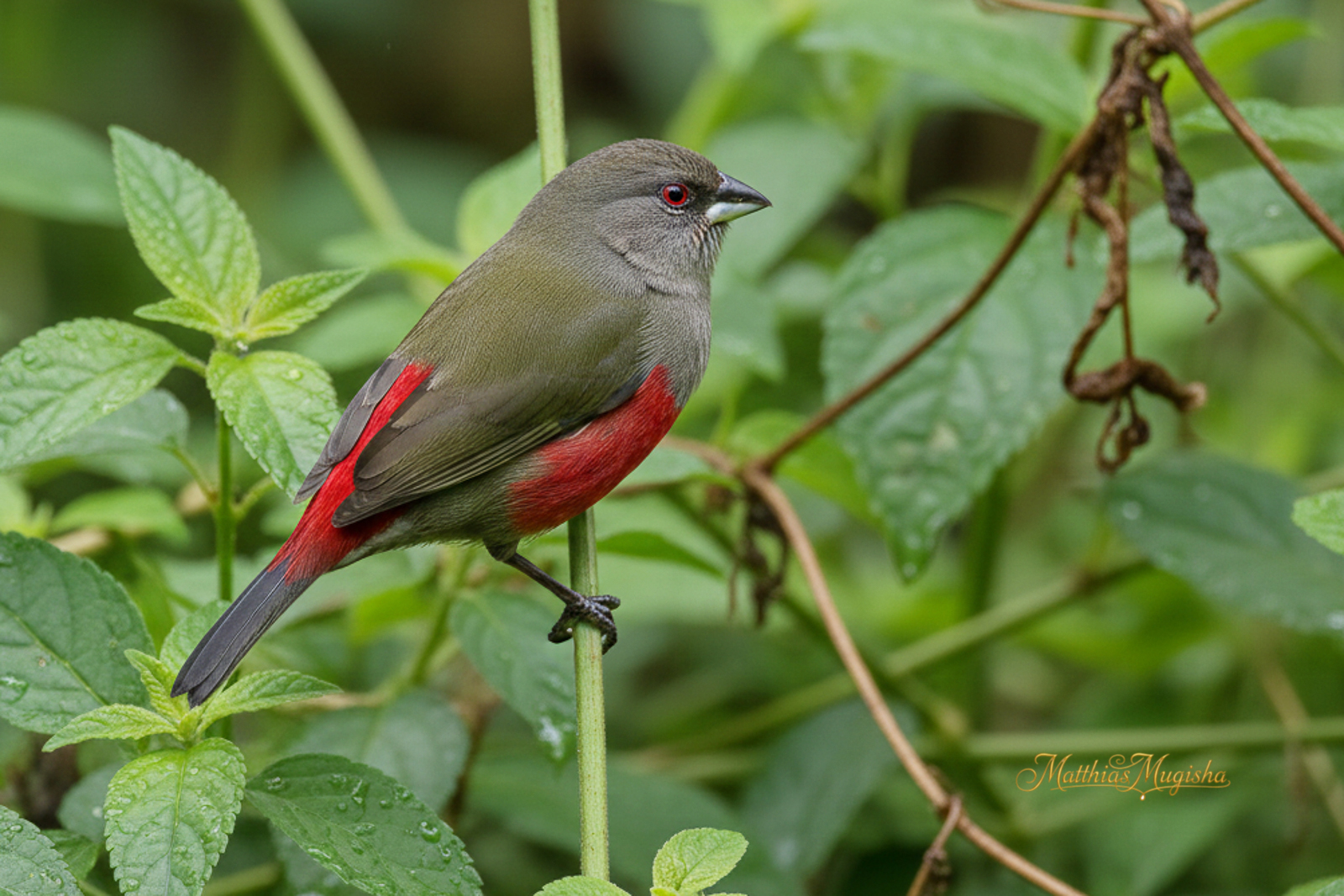 14-Day Birding Uganda Lifers