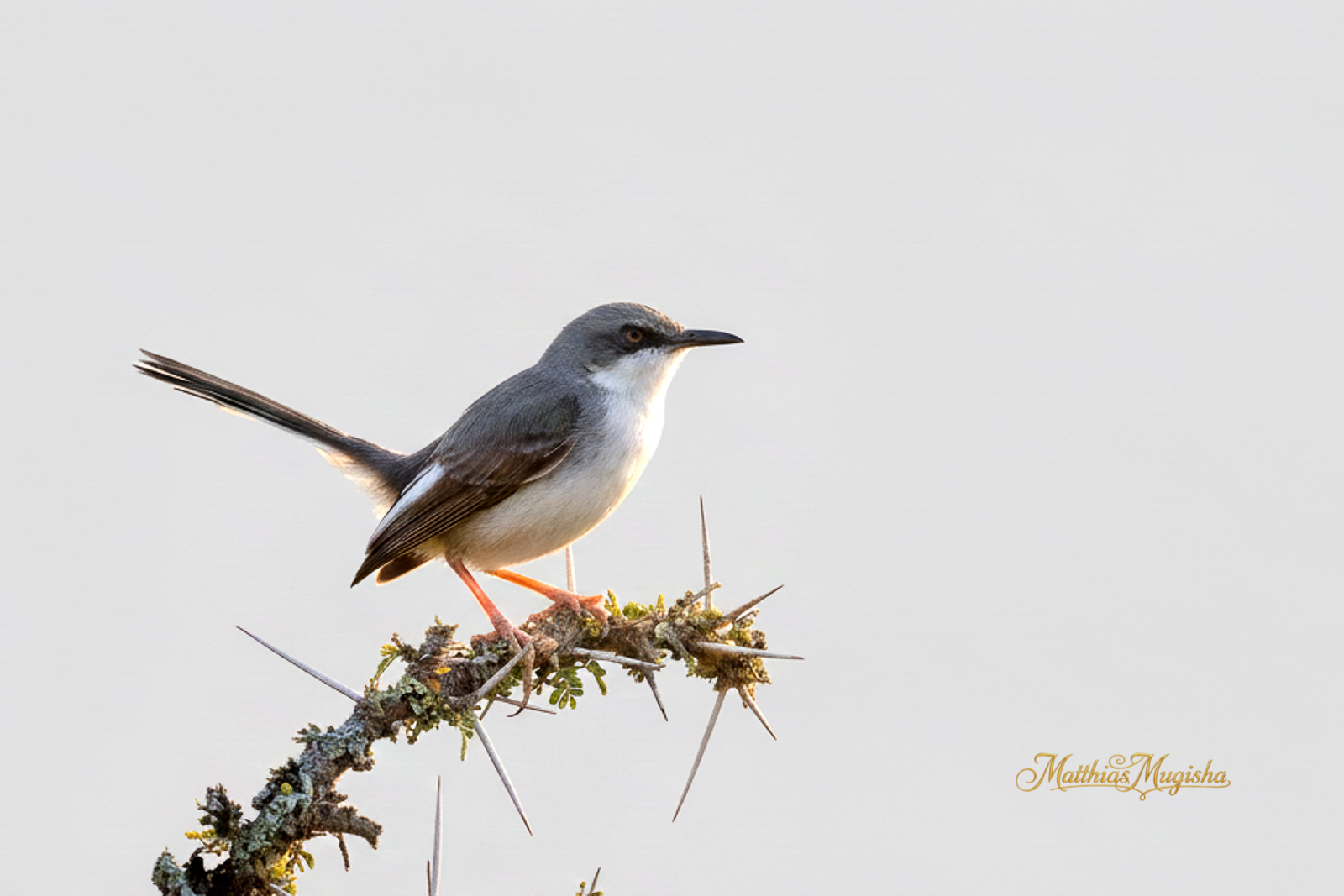 14-Day Birding Uganda Lifers - Shoebill to Kidepo