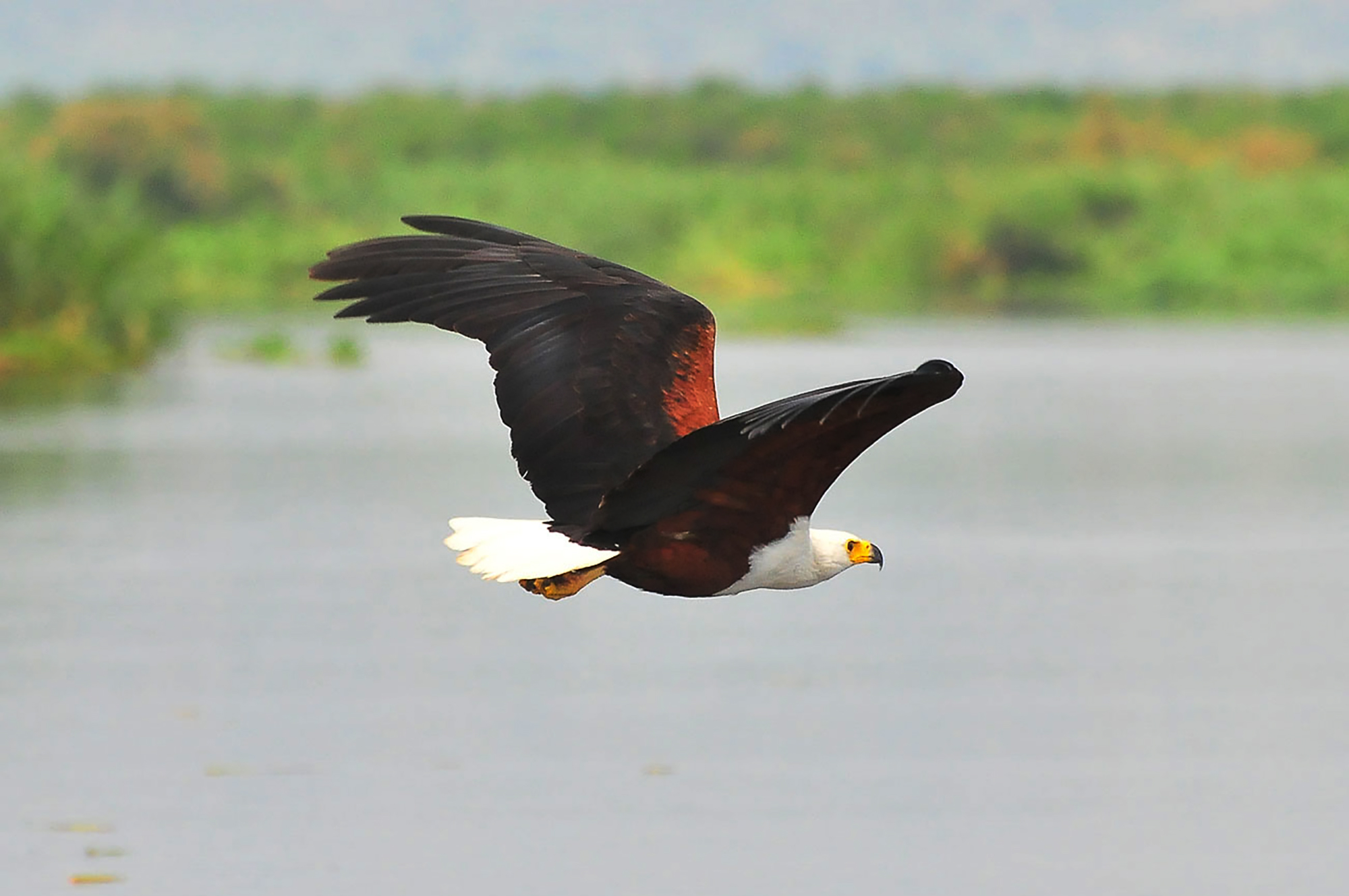 9-Day Shoebill, Forest & Savannah Birding Safari