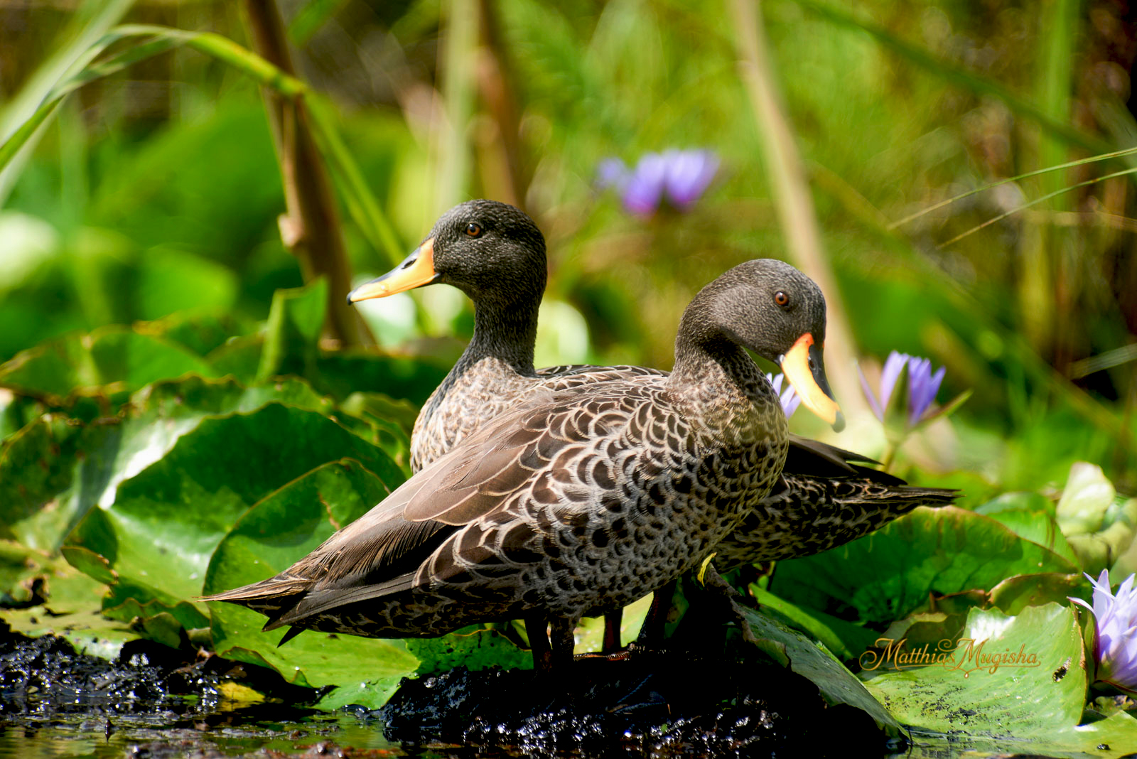 9-Day Uganda Birding Safari - Shoebill, Forest & Savannah