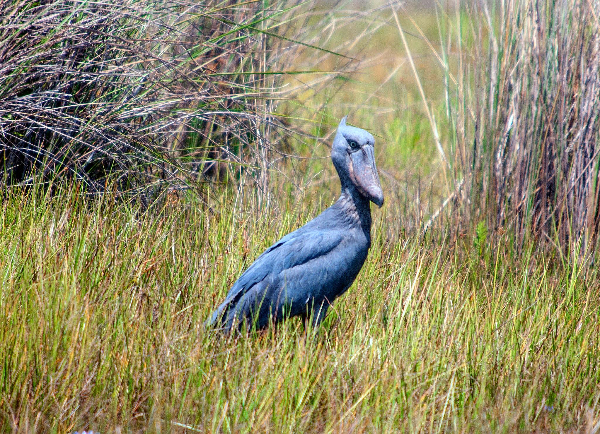 Shoebill Stork at Mabamba