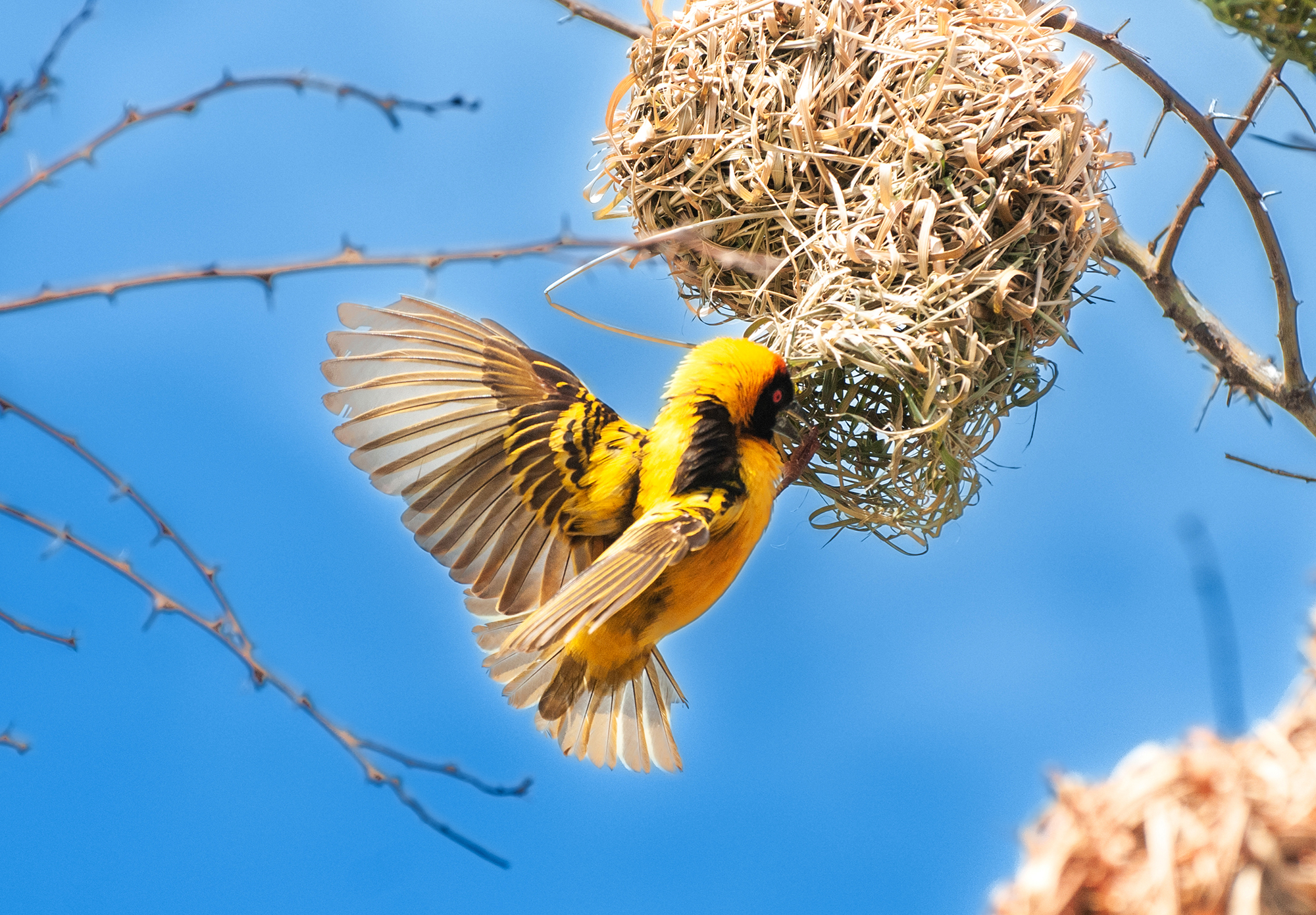 Migratory Birds at Lutembe