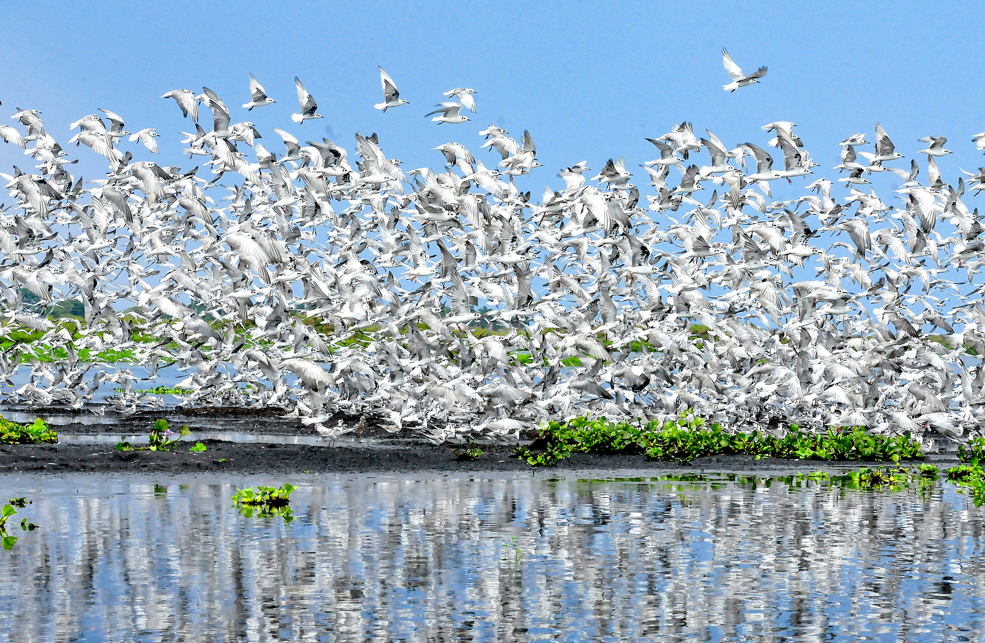 Wetland Birds at Lutembe Bay