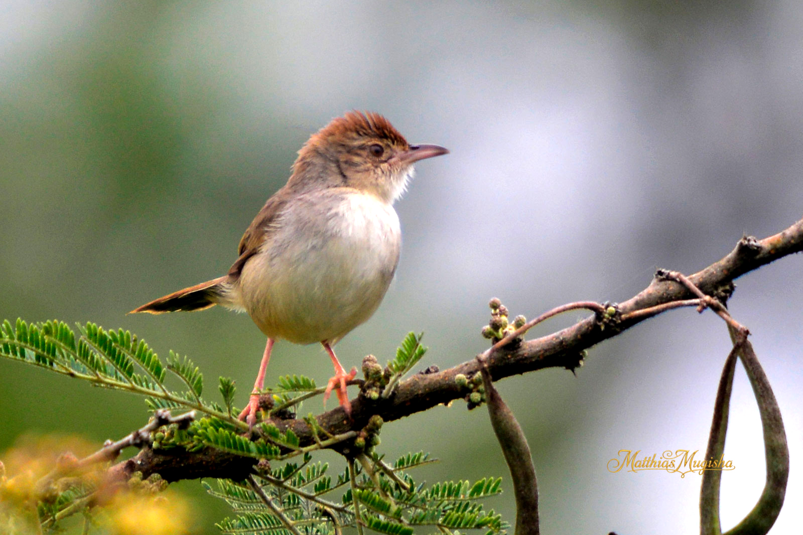 5 Days Uganda Birding Safari from Wetlands to Savannah