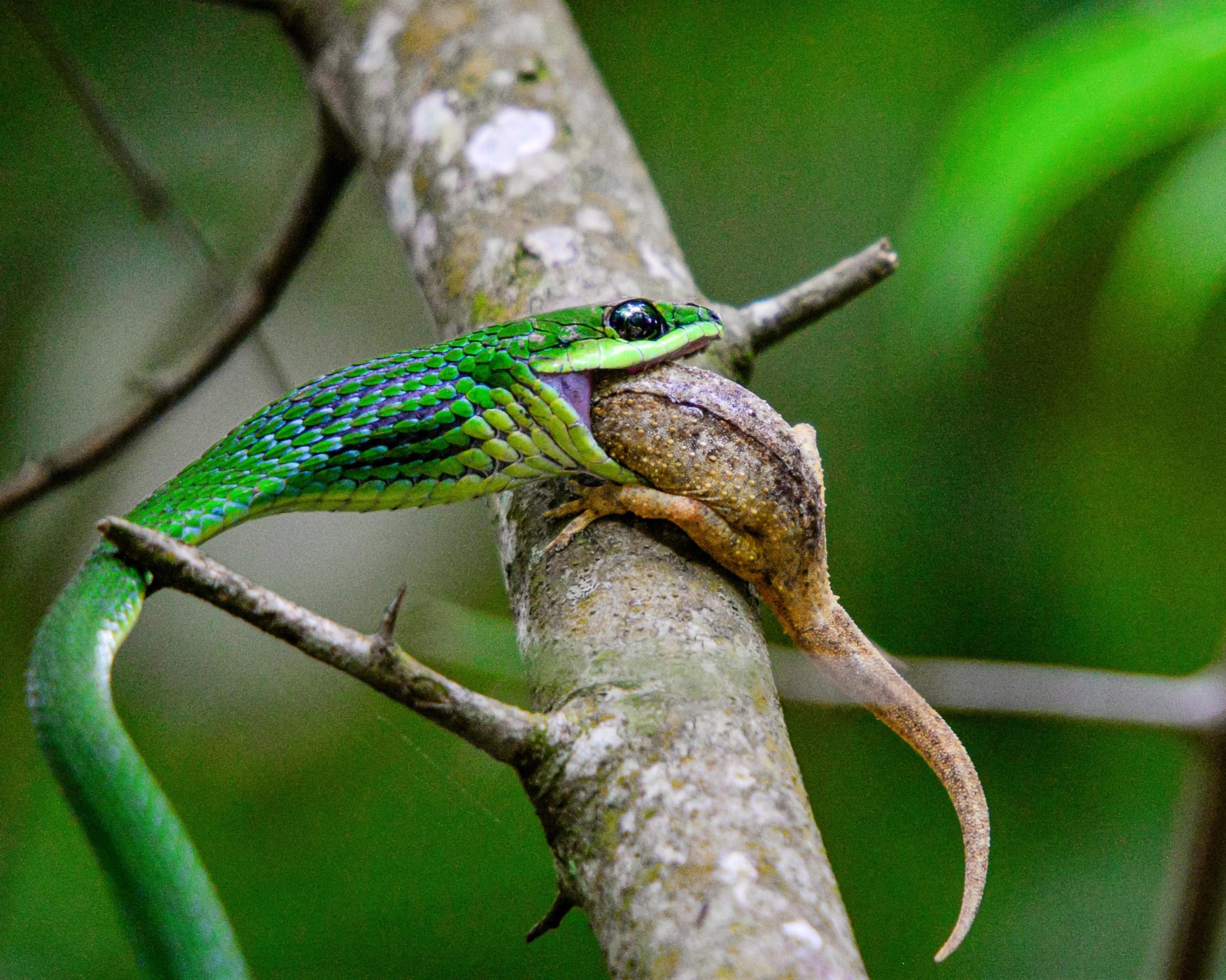 Wildlife on the Nile