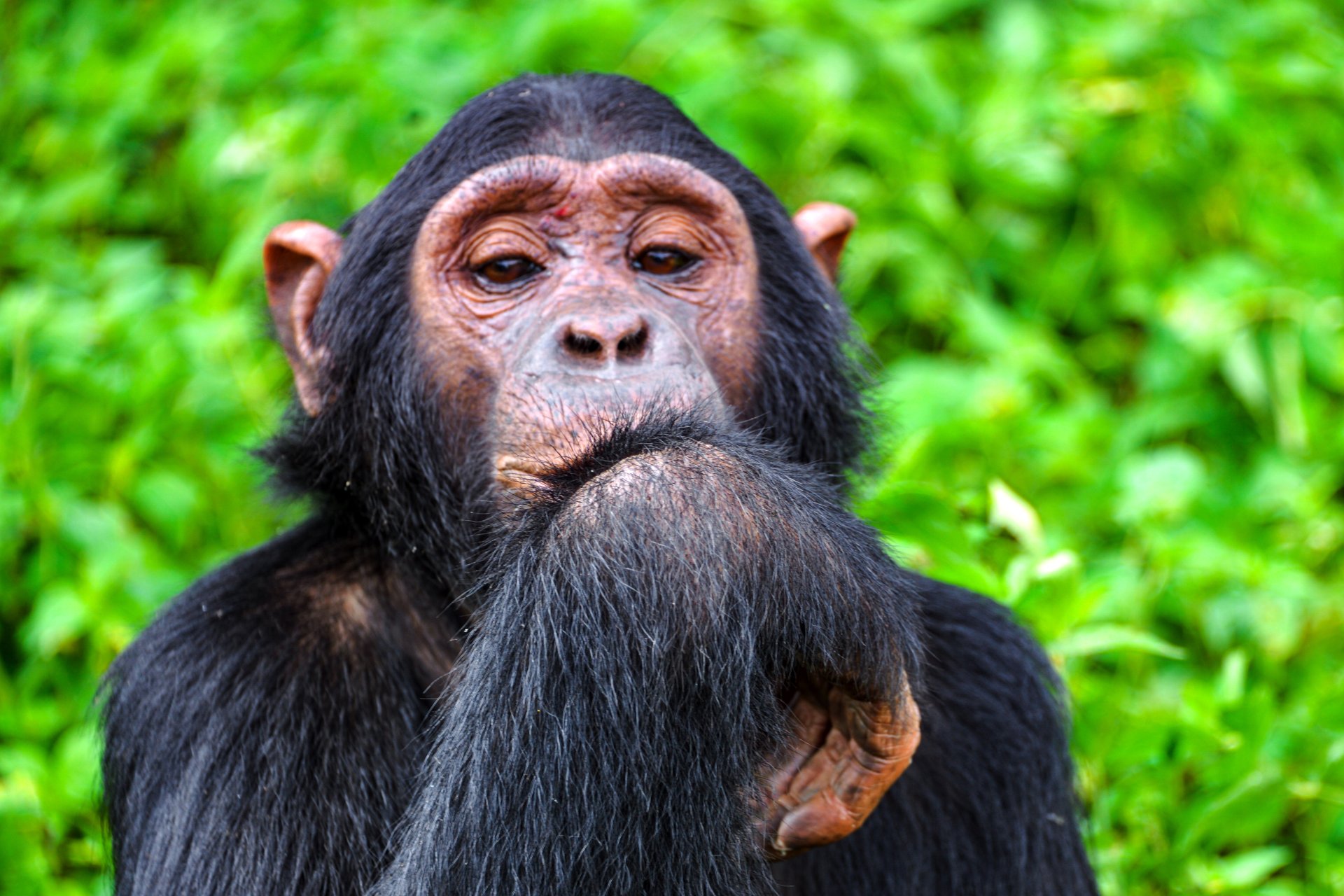 Chimp Portrait