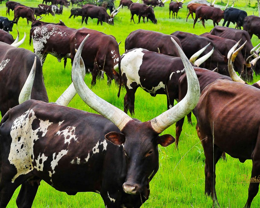 Uganda Gorilla Photography