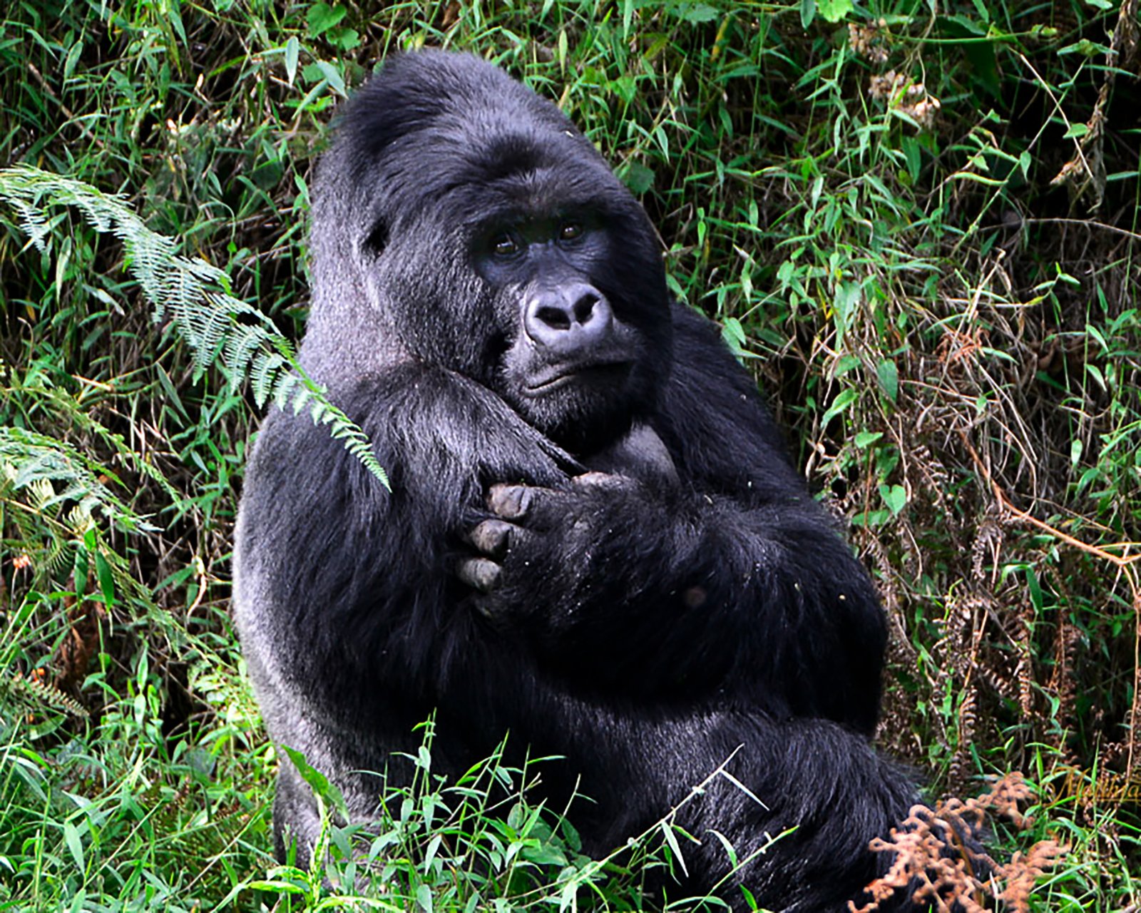 Murchison Falls Uganda Photography