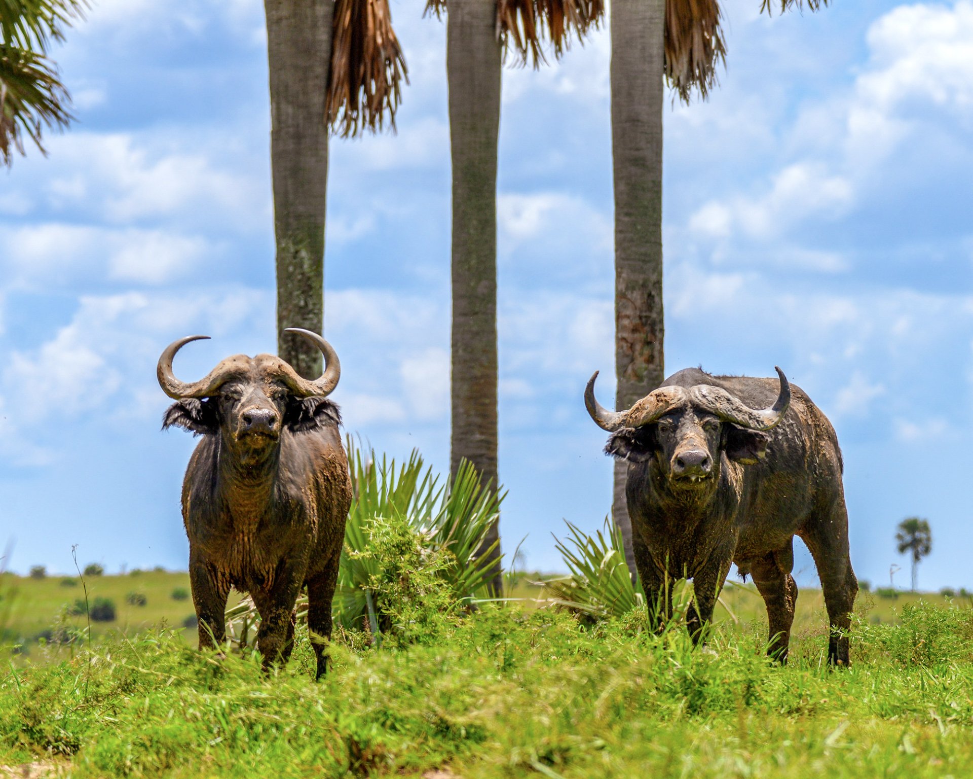 Medium Uganda Photographic Safari — Multi-Park Wildlife Photography