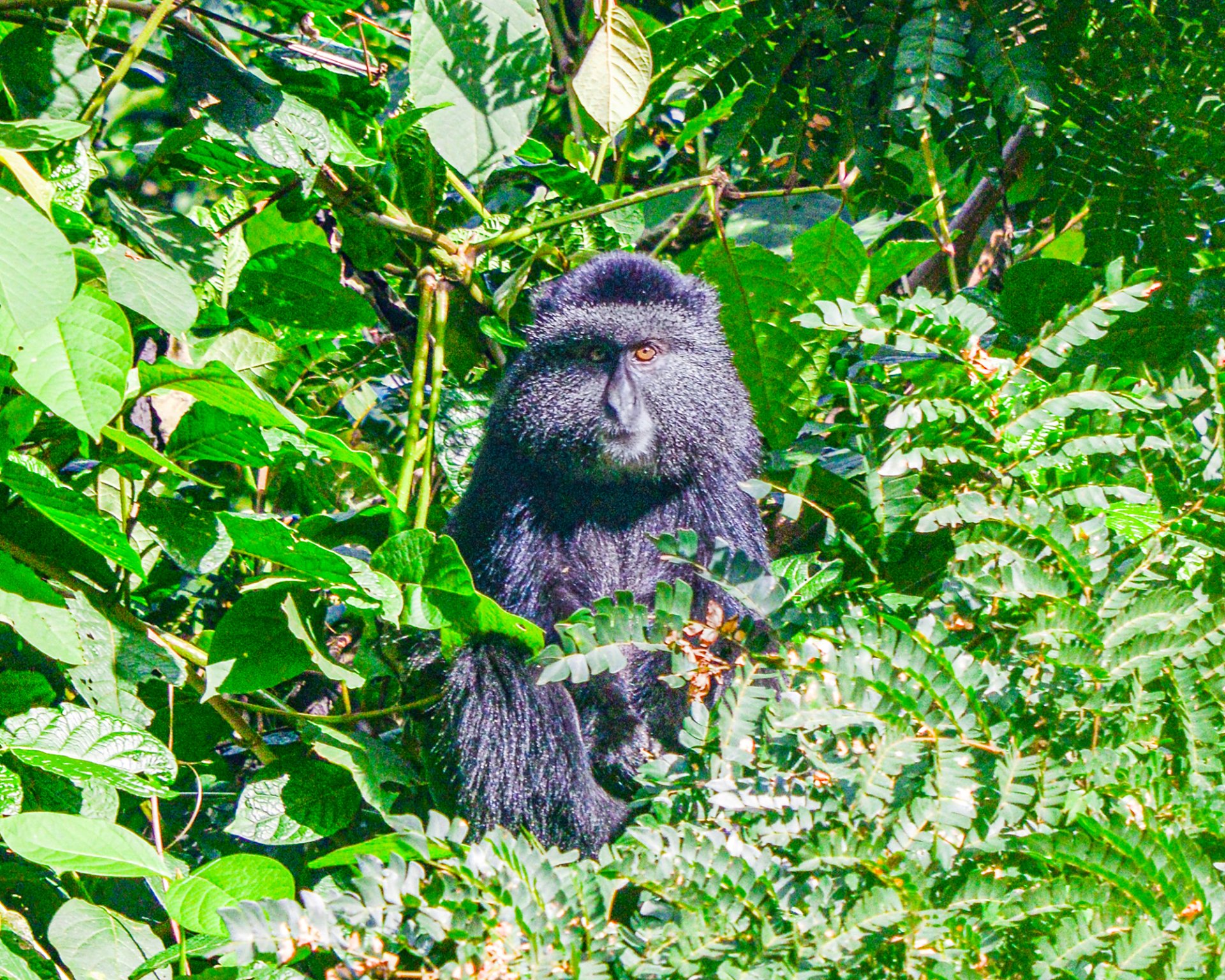 11-Day Grand Uganda Photography Safari