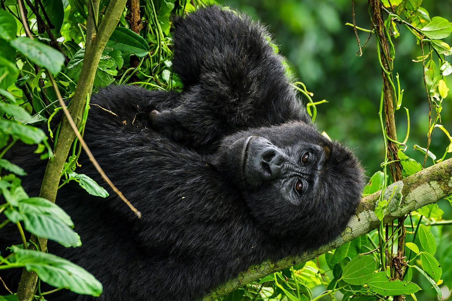 Short Uganda Photographic Safari — Wildlife, Gorillas & Wetlands