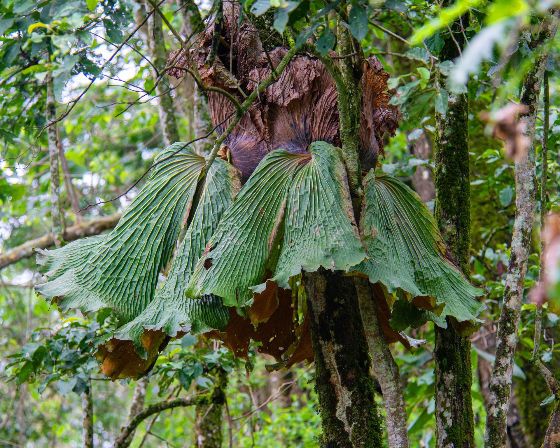 Bwindi Vegetation