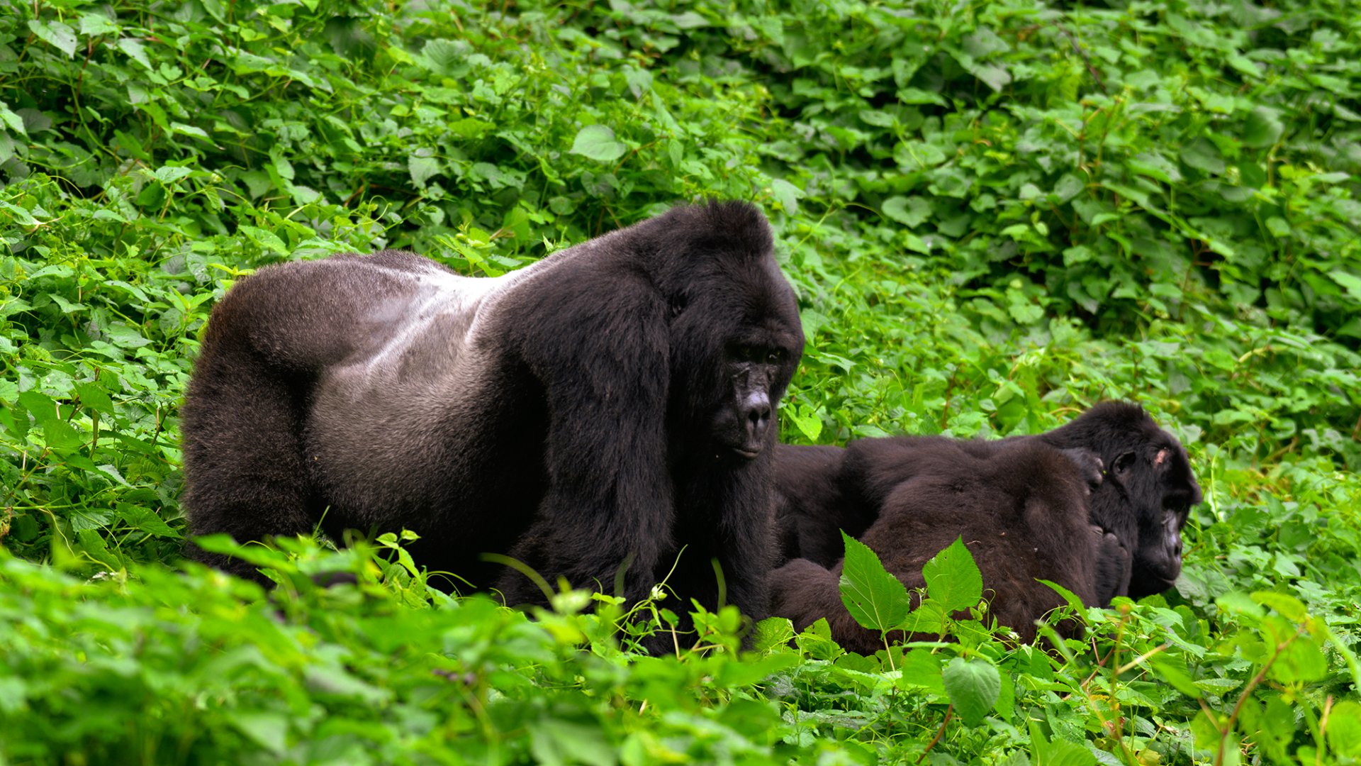 3-Day Mountain Giants Gorilla Tracking Photographic Safari Bwindi