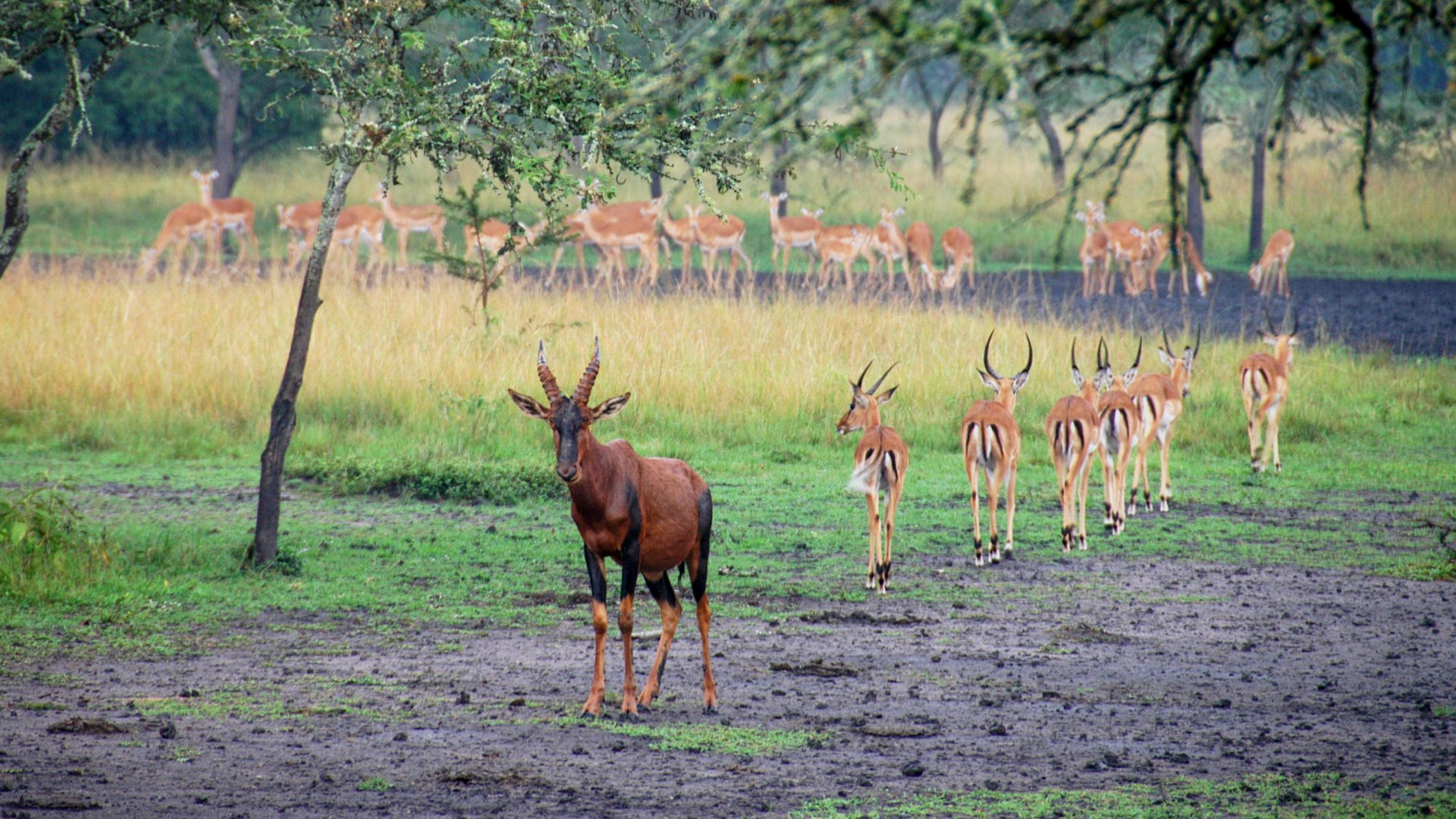 3-Day Lake Mburo Photographic Safari Uganda