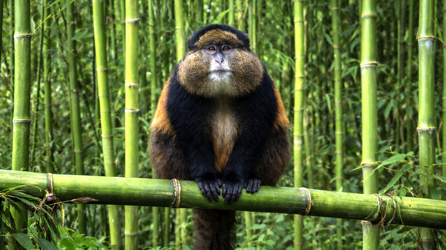 4-Day Mgahinga Gorilla & Golden Monkey Photographic Safari