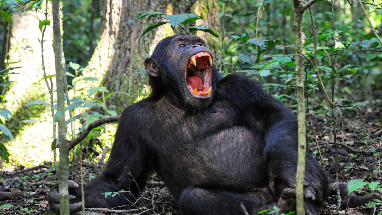 3-Day Kibale Chimpanzee & Bigodi Photographic Safari
