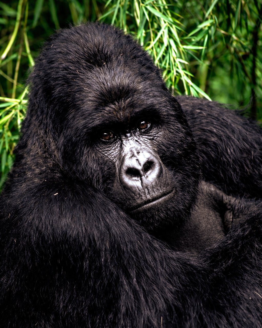 Mountain gorilla portrait in Bwindi Impenetrable Forest