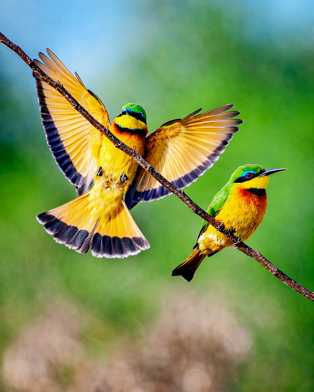 Shoebill Stork at Mabamba Swamp Uganda