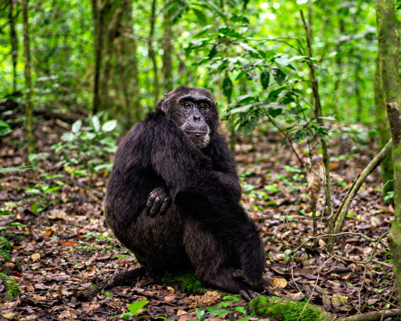 Northern Carmine Bee-eater Murchison Falls