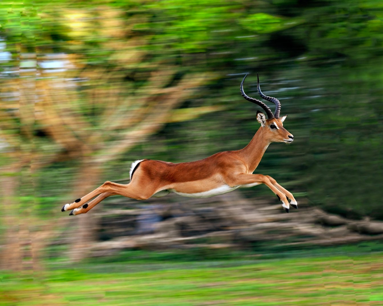 Tree-climbing lions at Ishasha
