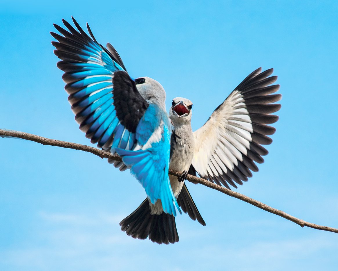 Fox's Weaver Uganda's endemic bird
