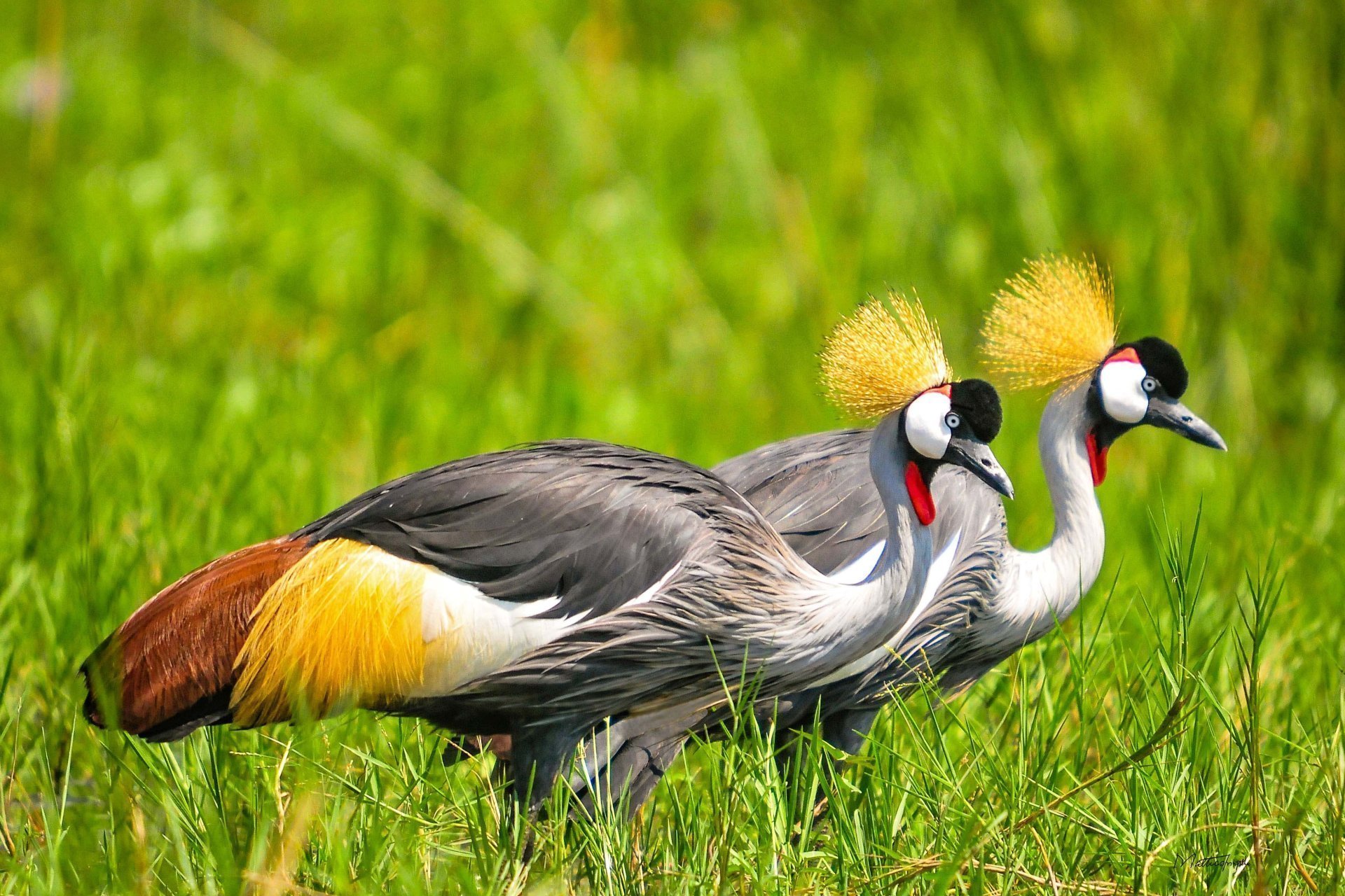Grey Crowned Crane