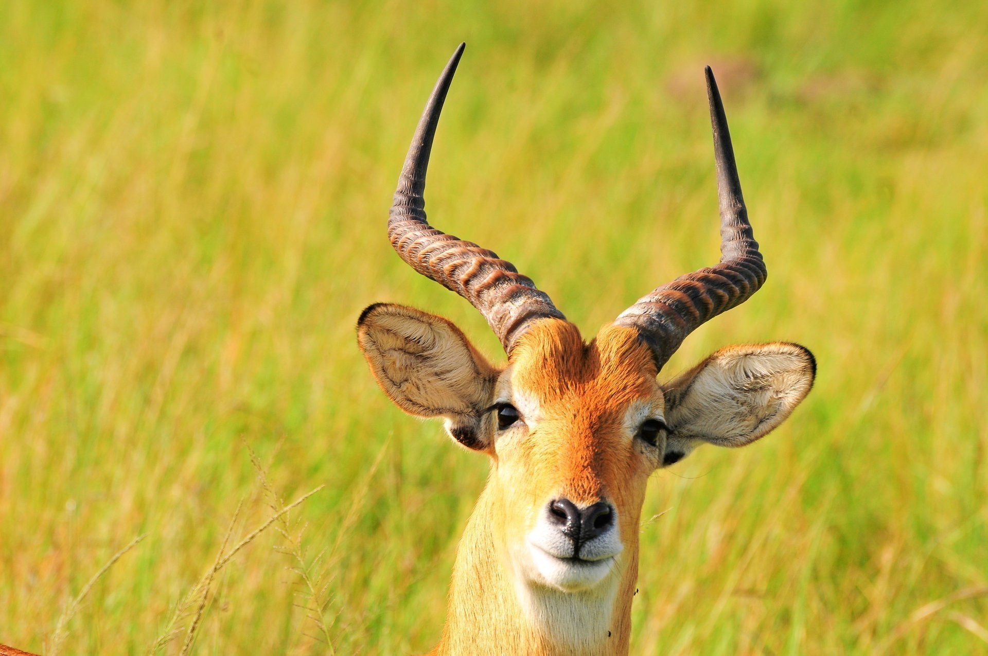 Buffalo Herd in Kidepo