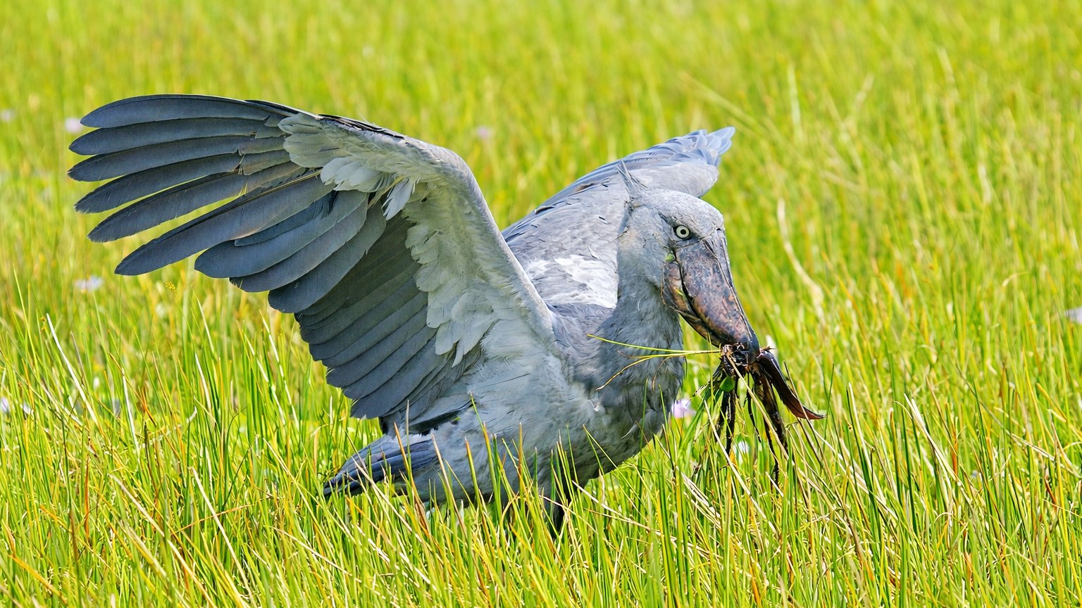 Shoebill Stork standing in Mabamba Swamp, Uganda
