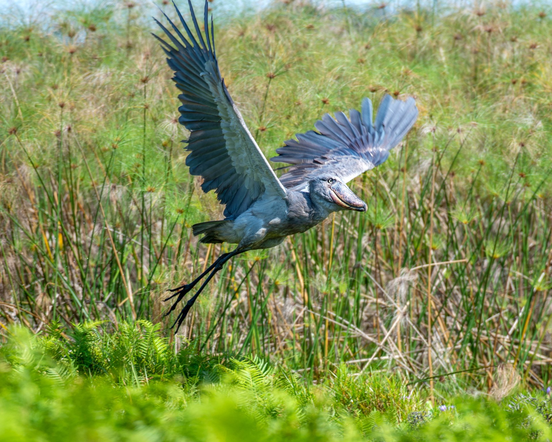 Shoebill Stork in the marshes of Uganda
