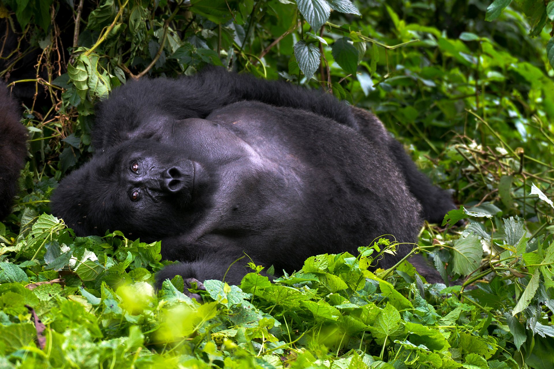 Bwindi Impenetrable National Park