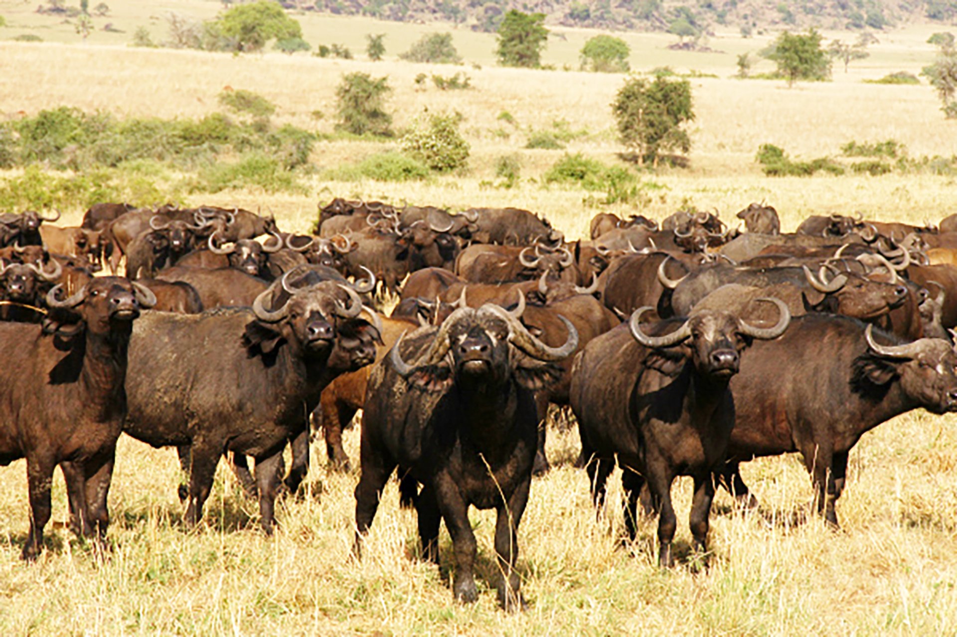 Kidepo Valley National Park